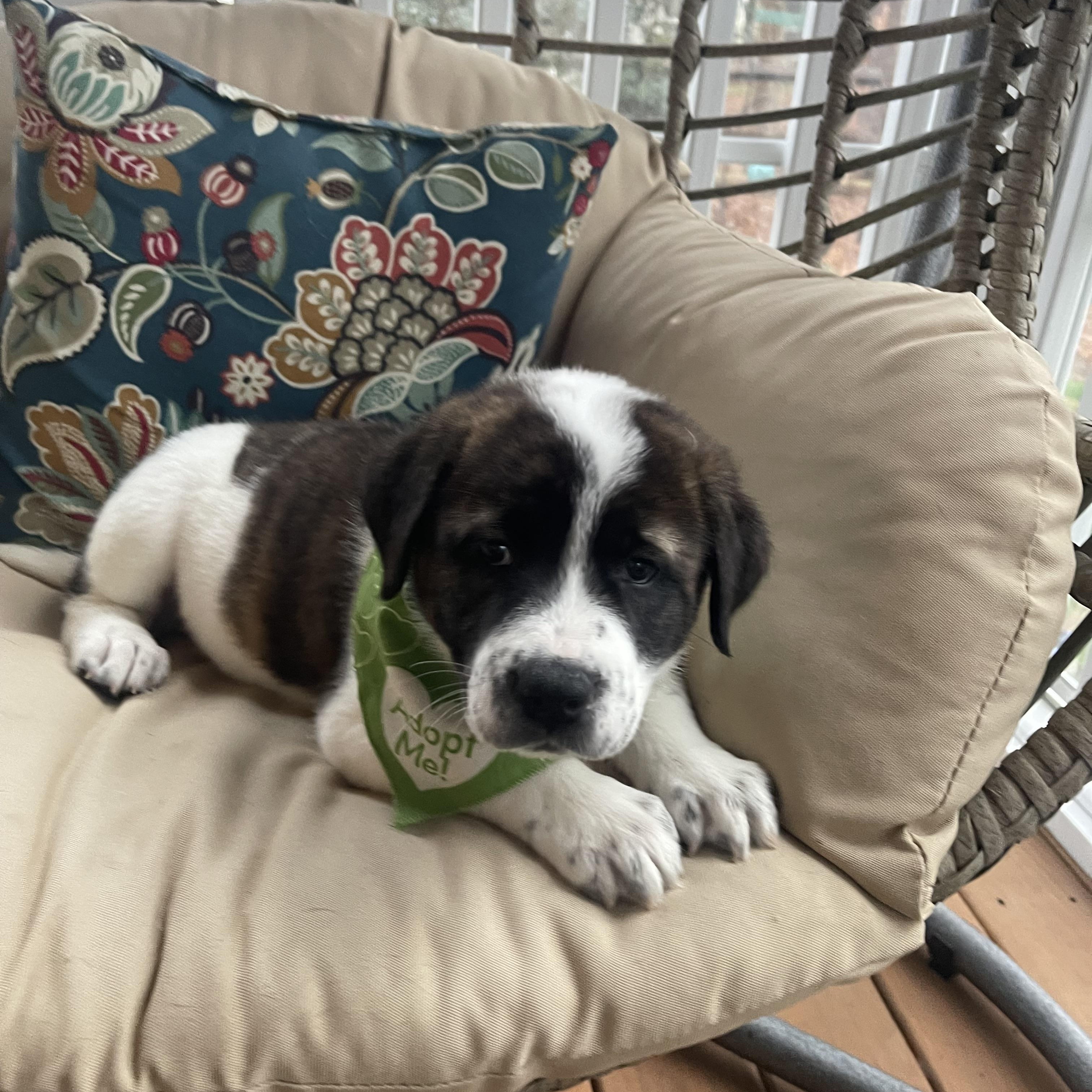 Gingerbread , a ADOPTABLE mixed breed in Kannapolis, NC image 1/4