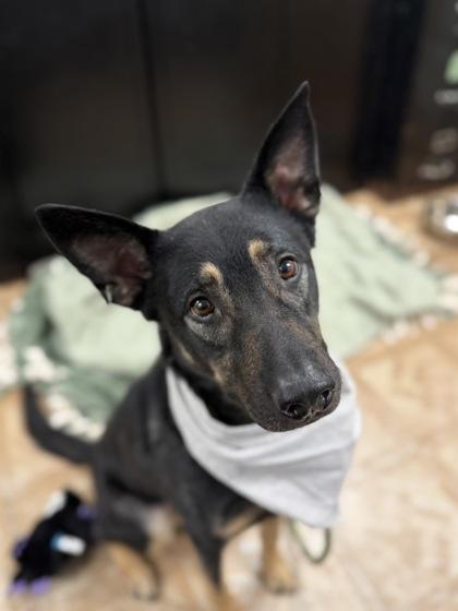 Nicholas, ADOPTABLE, Adult Male German Shepherd Dog & Belgian Shepherd / Malinois.