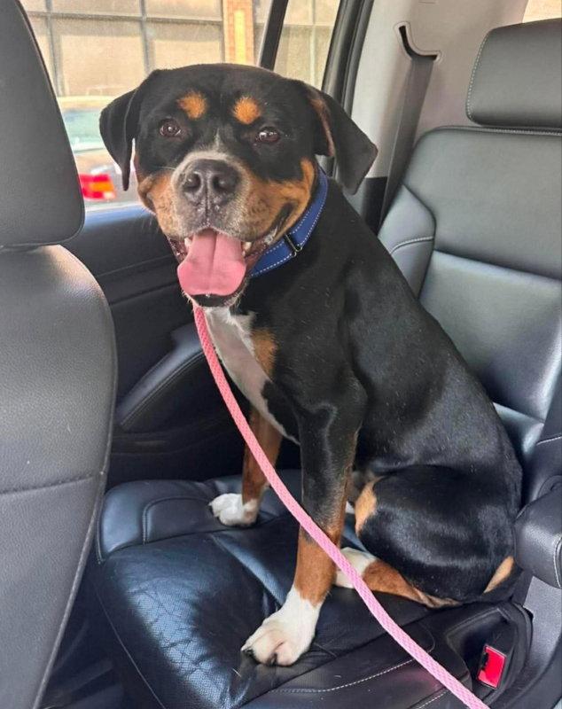 Rocko * Adopt*, Adopted, Young Male Boxer & Rottweiler.