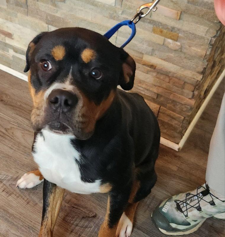 Enlarge Rocko * Adopt*, a Adopted mixed breed in Fairfax, VA image 2/3
