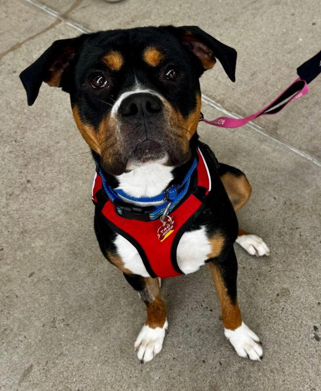 Enlarge Rocko * Adopt*, a Adopted mixed breed in Fairfax, VA image 3/3