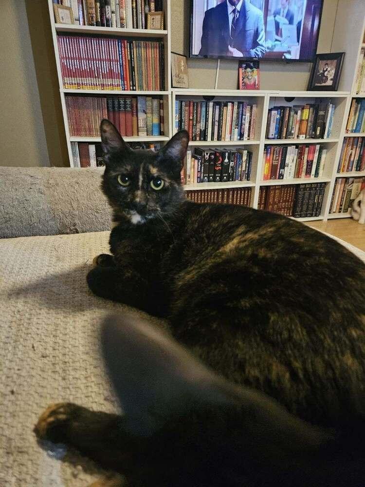 Sweetie, Adoptable, Young Female Domestic Short Hair & Domestic Short Hair.