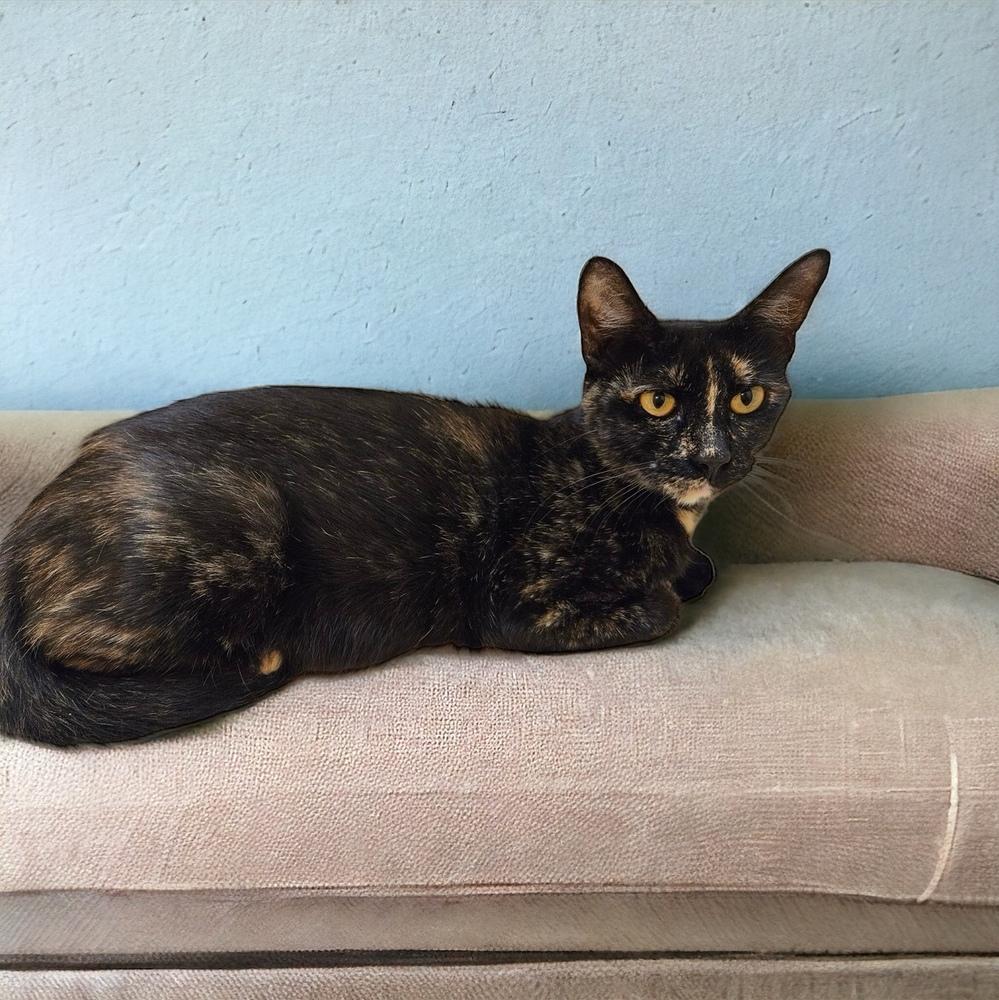 Enlarge Sweetie, a Adoptable mixed breed in Dallas, TX image 2/5