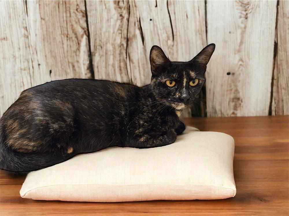 Enlarge Sweetie, a Adoptable mixed breed in Dallas, TX image 3/5