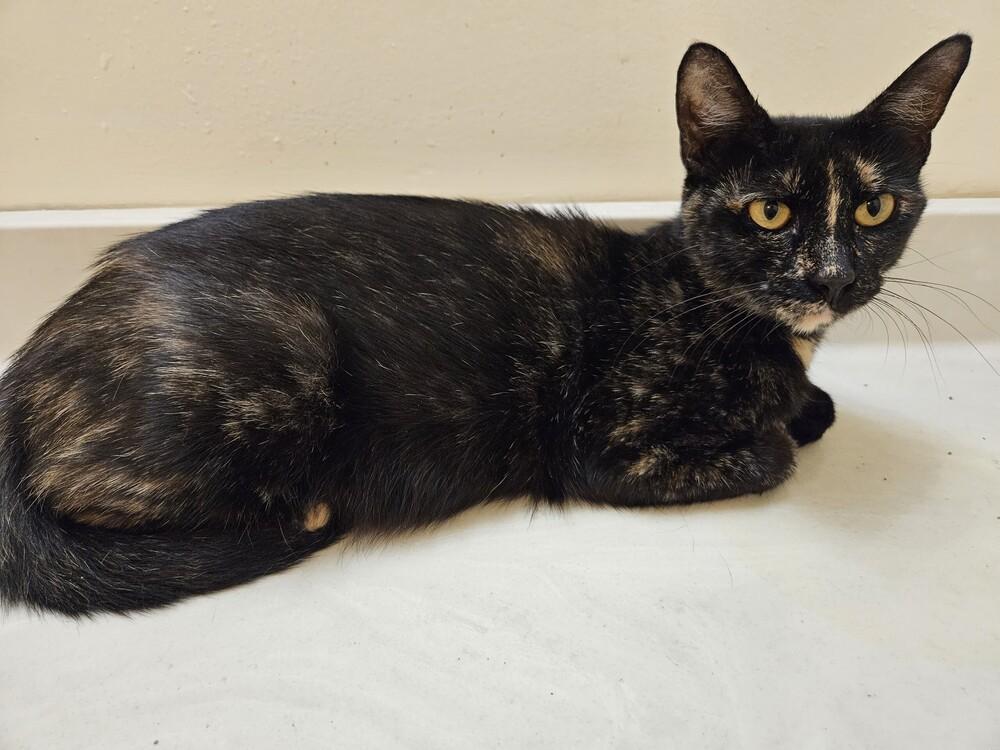 Enlarge Sweetie, a Adoptable mixed breed in Dallas, TX image 4/5