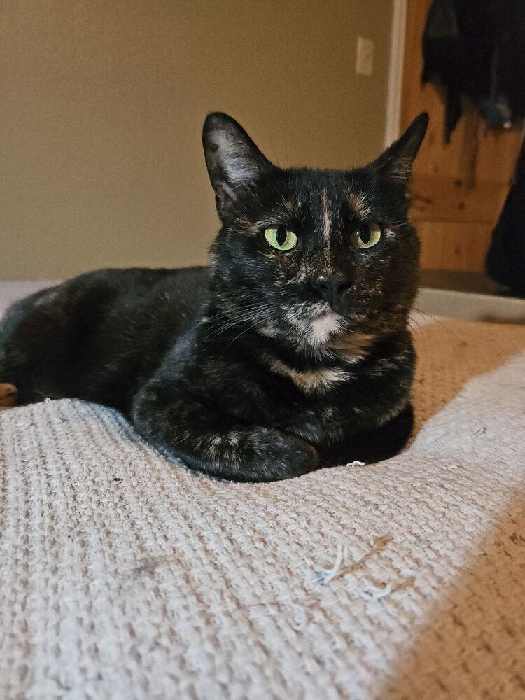 Sweetie, Adoptable, Young Female Domestic Short Hair & Domestic Short Hair.