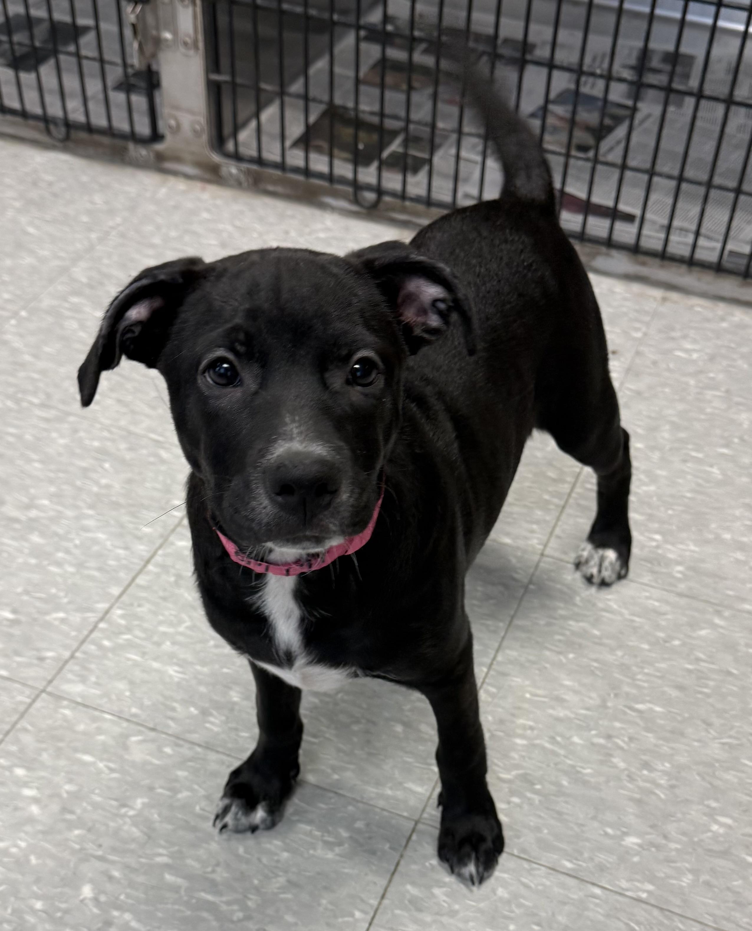 Enlarge Kahlua, a ADOPTABLE mixed breed in Sudbury, MA image 3/4