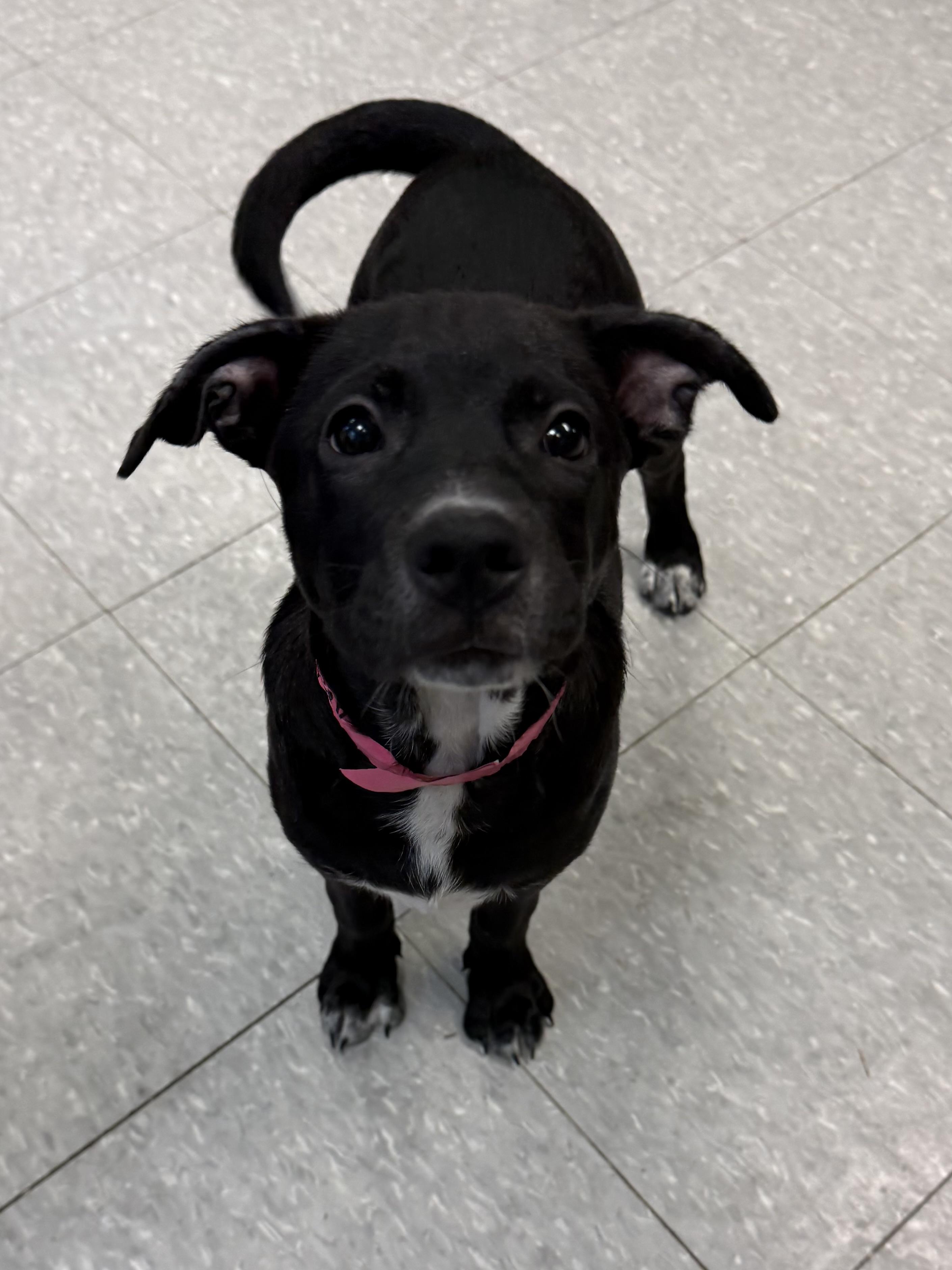 Enlarge Kahlua, a ADOPTABLE mixed breed in Sudbury, MA image 1/4