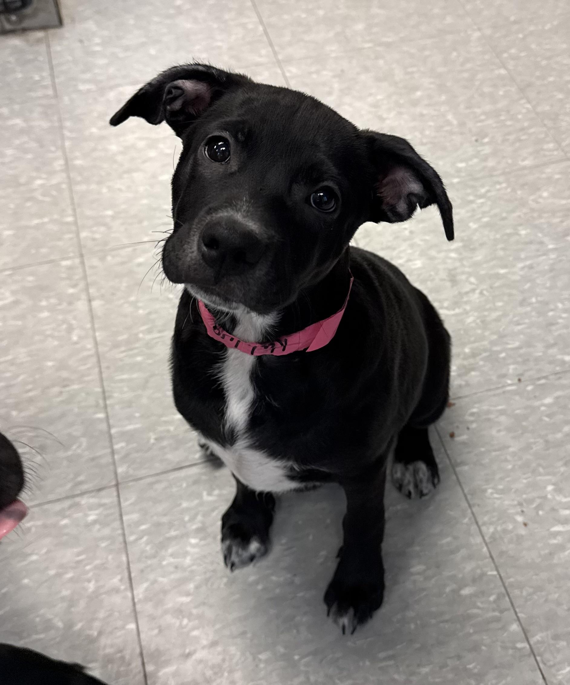 Enlarge Kahlua, a ADOPTABLE mixed breed in Sudbury, MA image 2/4