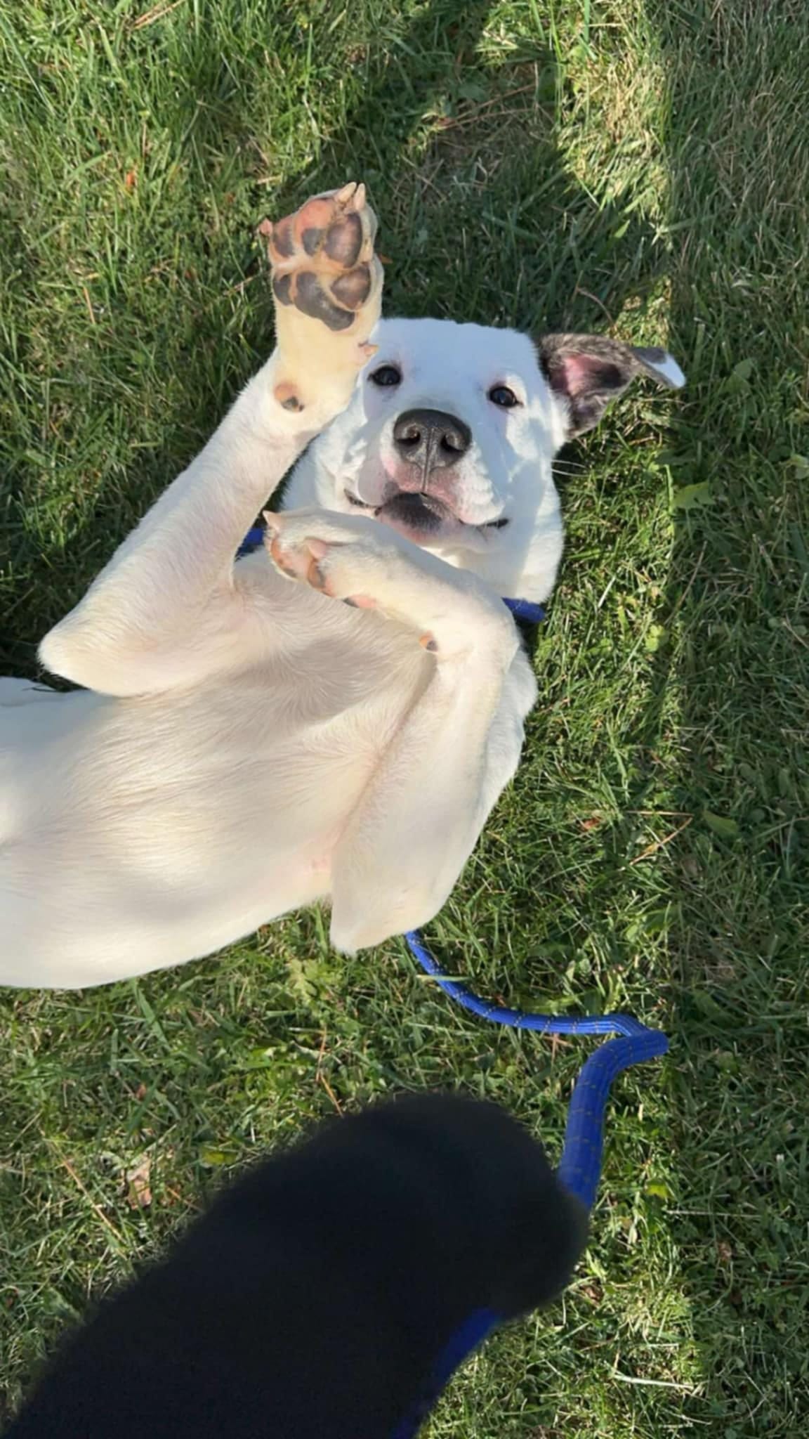 Enlarge Polo, a Adopted mixed breed in Muskego, WI image 4/6