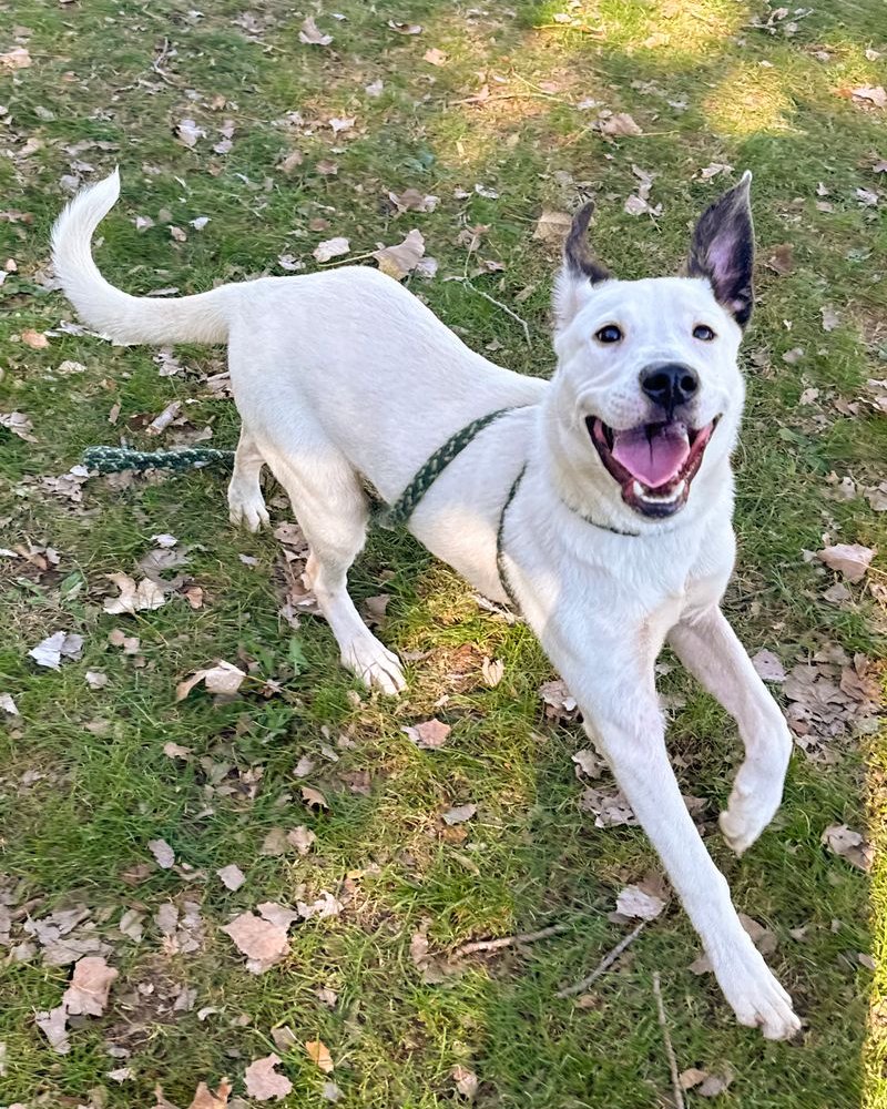 Enlarge Polo, a Adopted mixed breed in Muskego, WI image 6/6