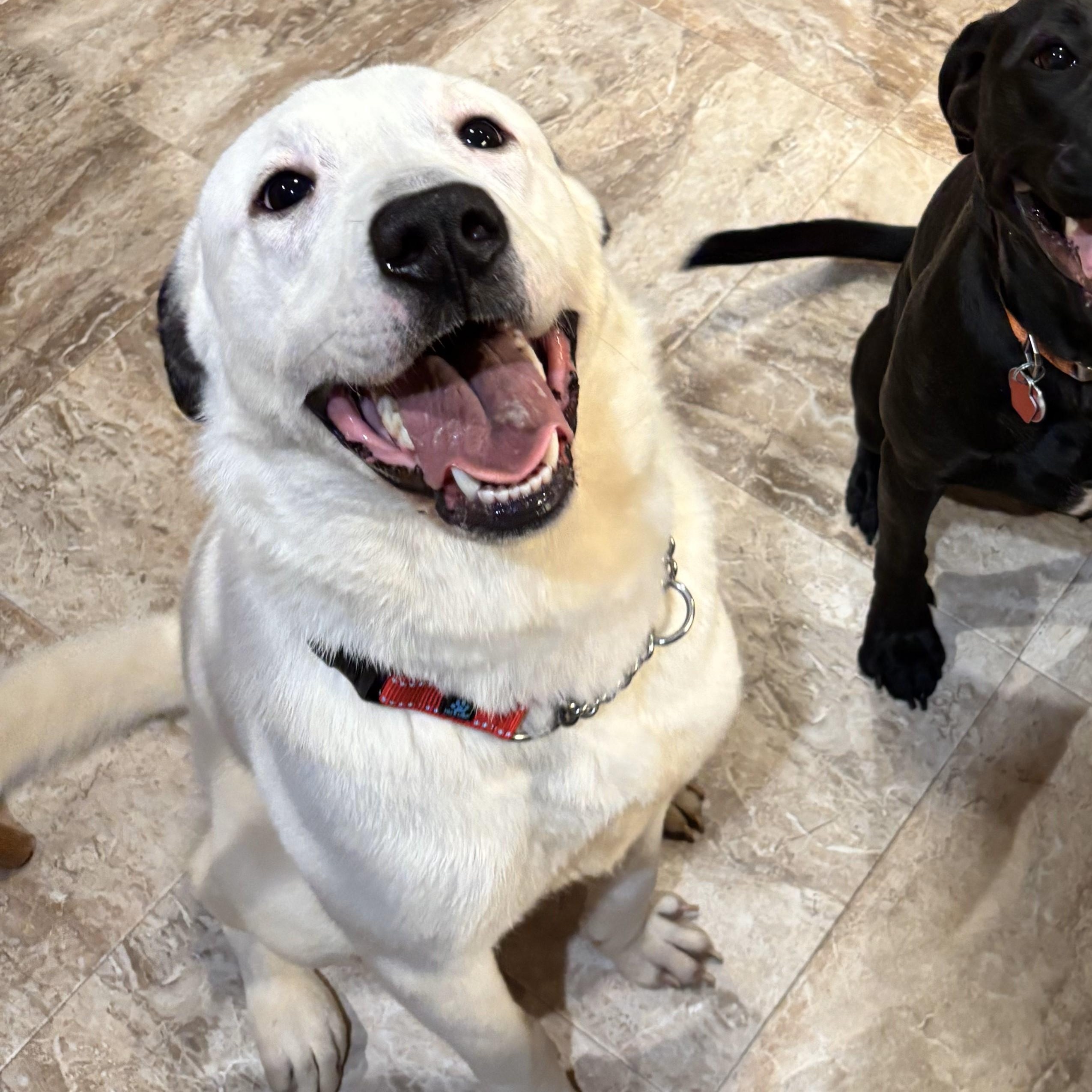 Enlarge Polo, a Adopted mixed breed in Muskego, WI image 1/6