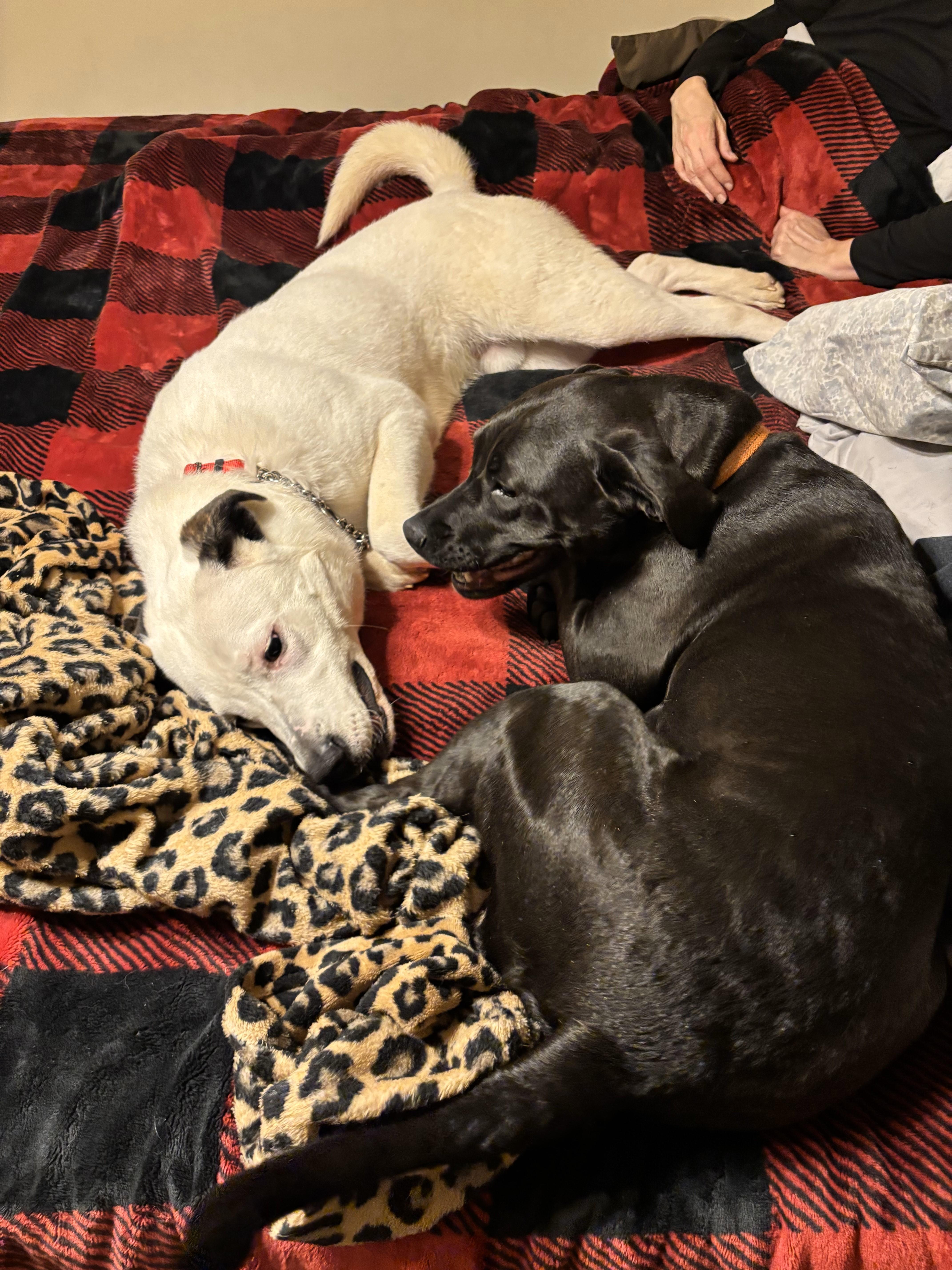 Enlarge Polo, a Adopted mixed breed in Muskego, WI image 3/6