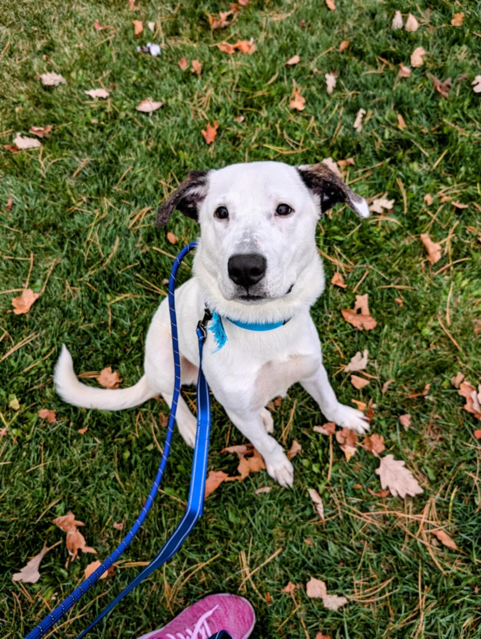 Enlarge Polo, a Adopted mixed breed in Muskego, WI image 5/6