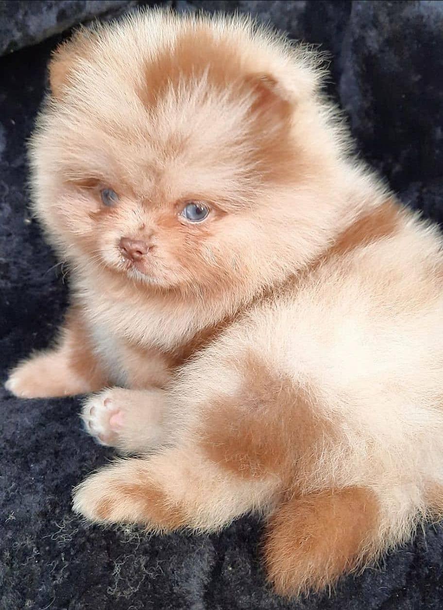 Zeb, Adoptable, Young Male Pomeranian.
