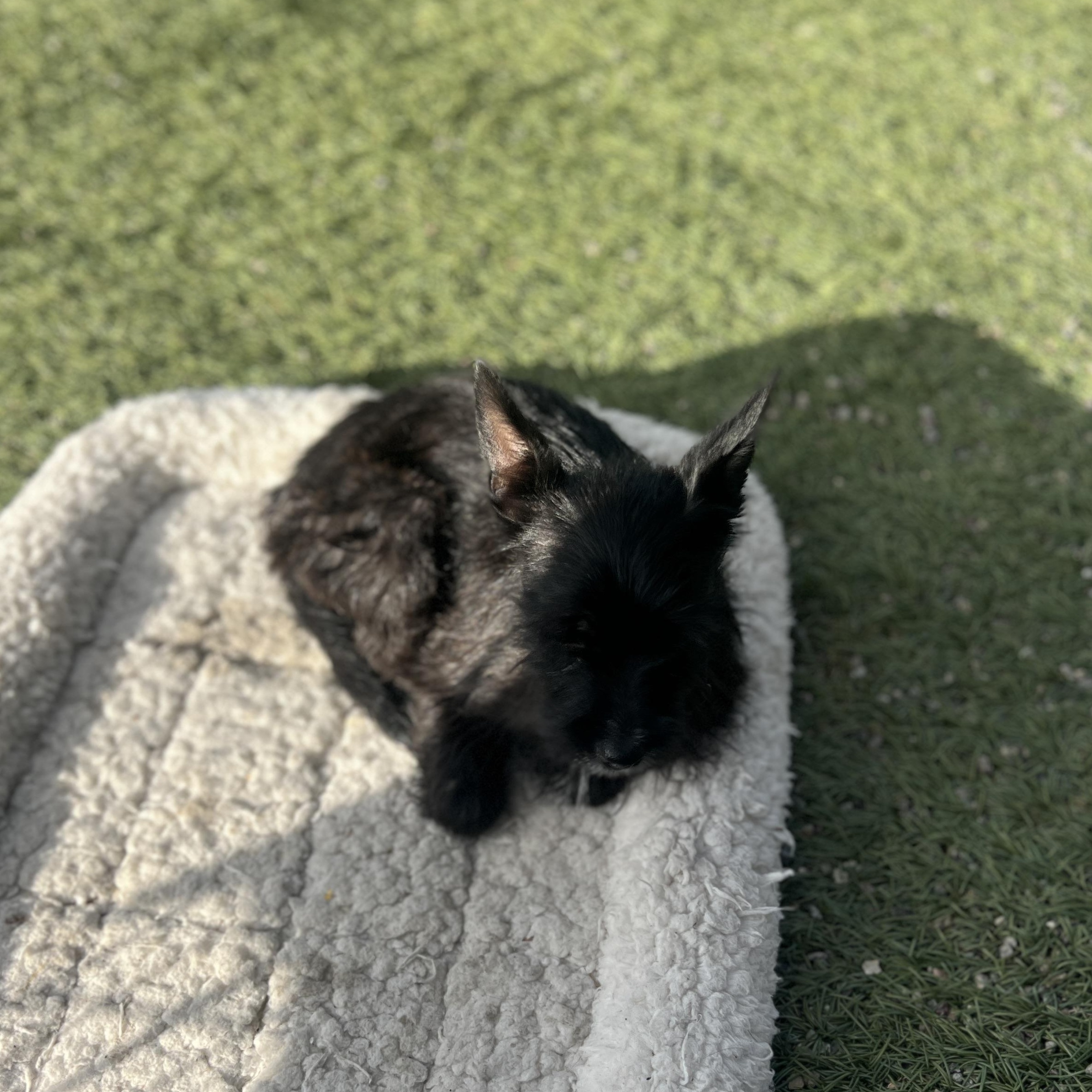 Enlarge Lea, a Adoptable mixed breed in Escondido, CA image 2/5