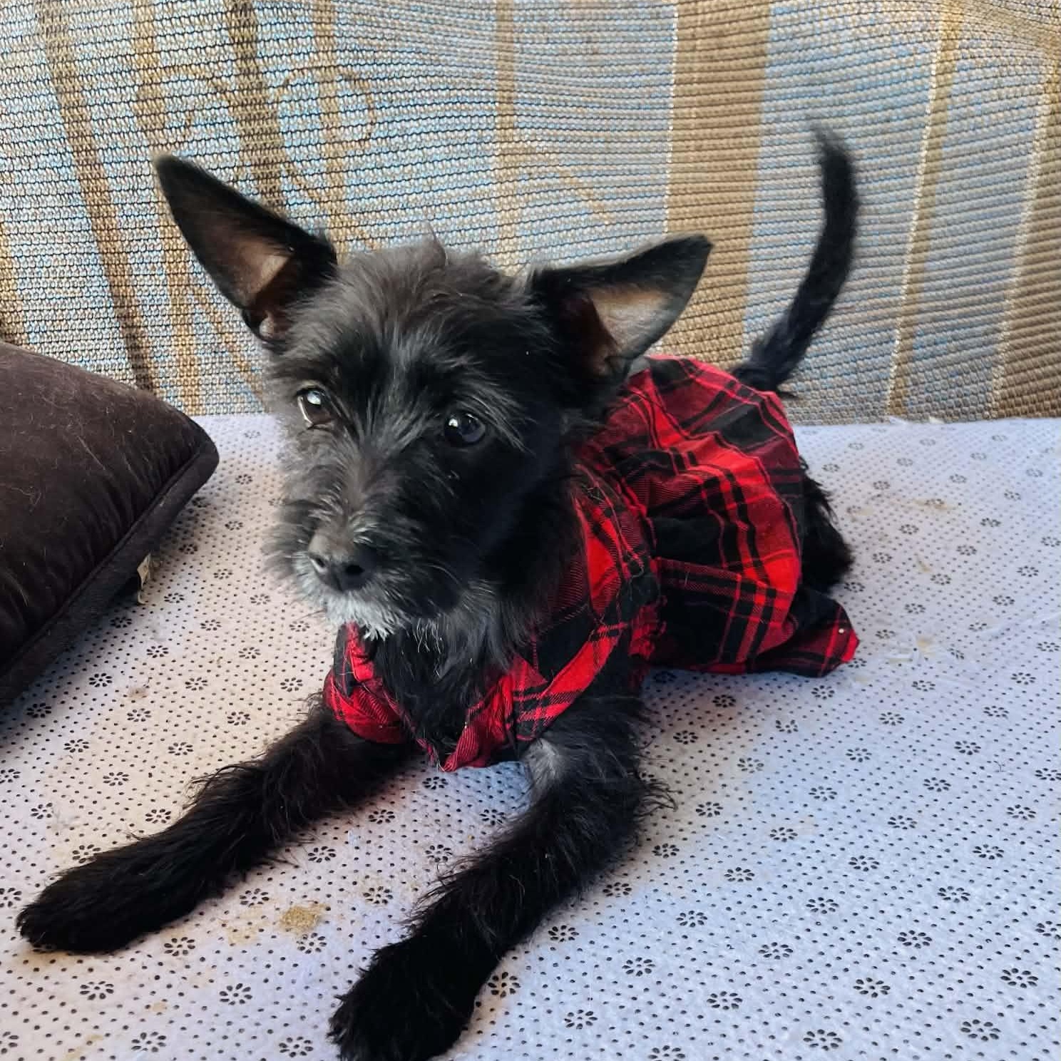 Enlarge Lea, a Adoptable mixed breed in Escondido, CA image 5/5