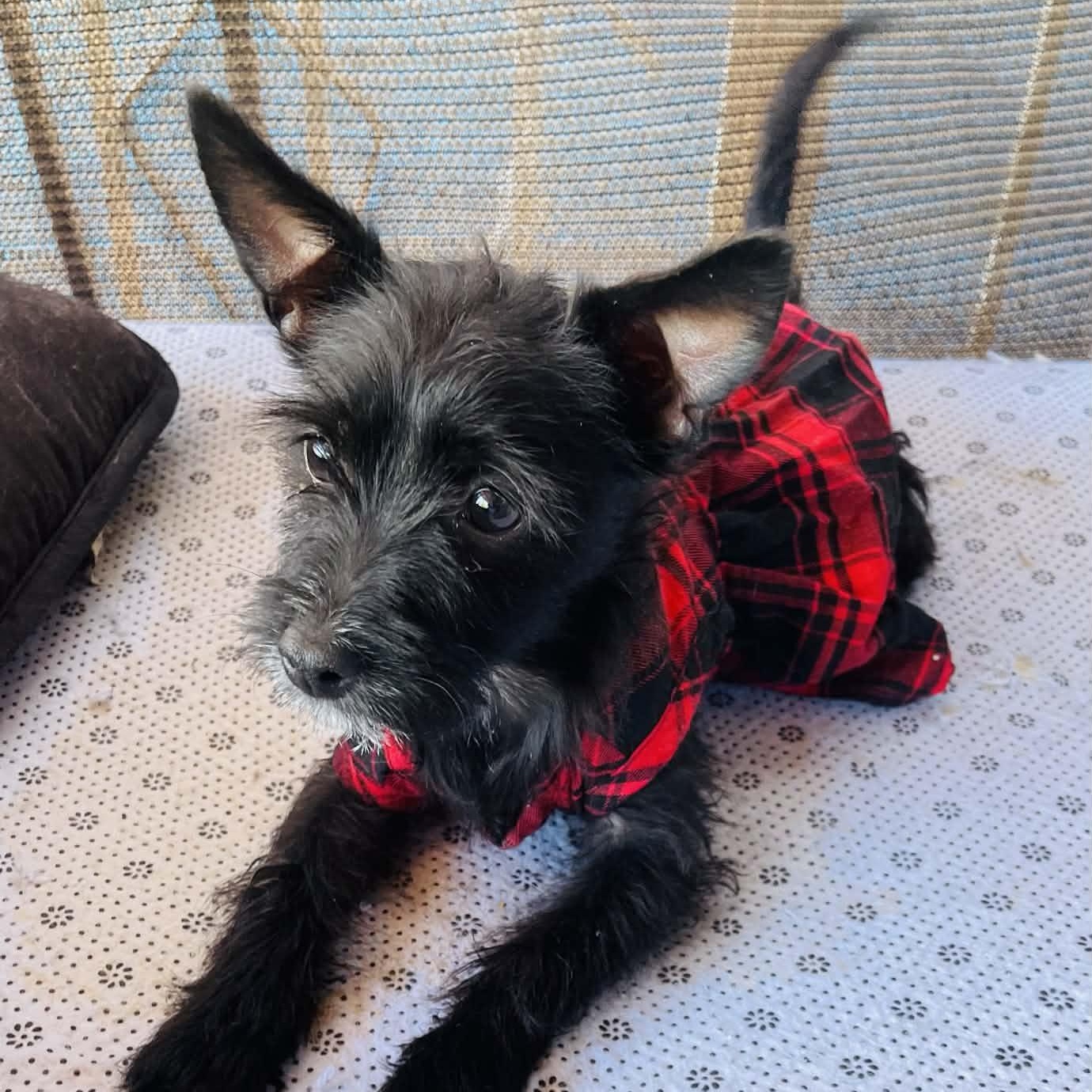 Lea, Adoptable, Puppy Female Cairn Terrier & Chihuahua.