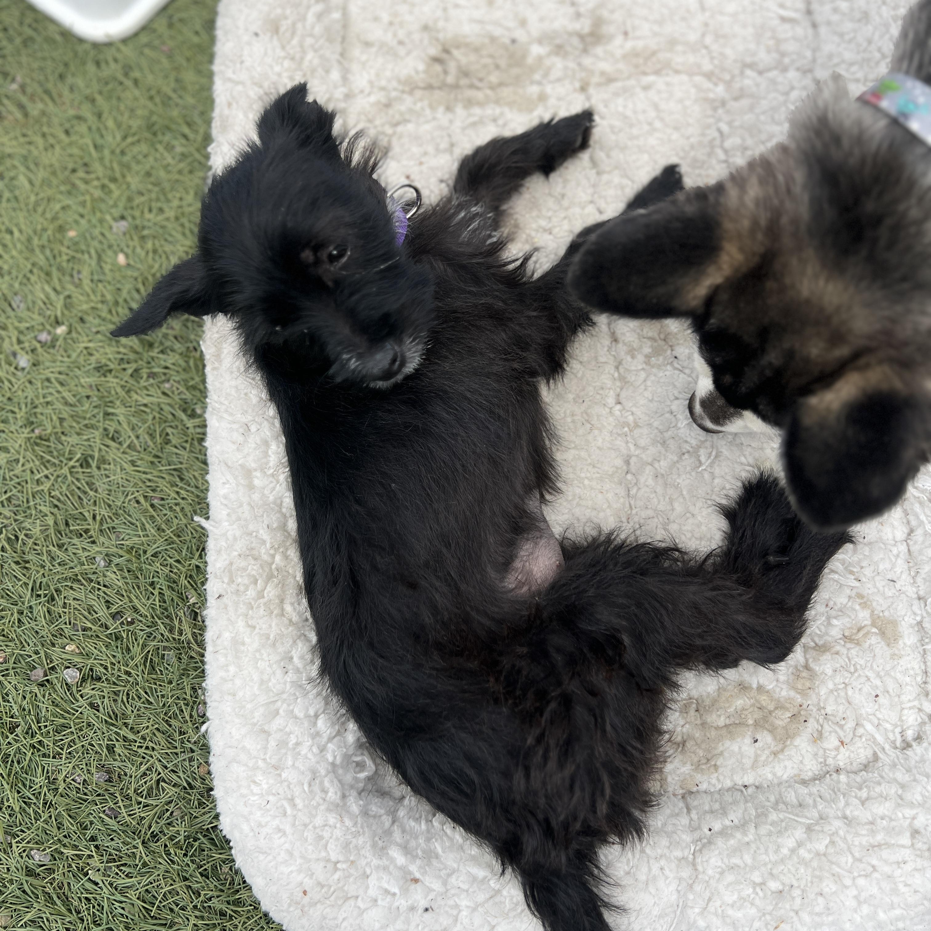 Enlarge Lea, a Adoptable mixed breed in Escondido, CA image 3/5