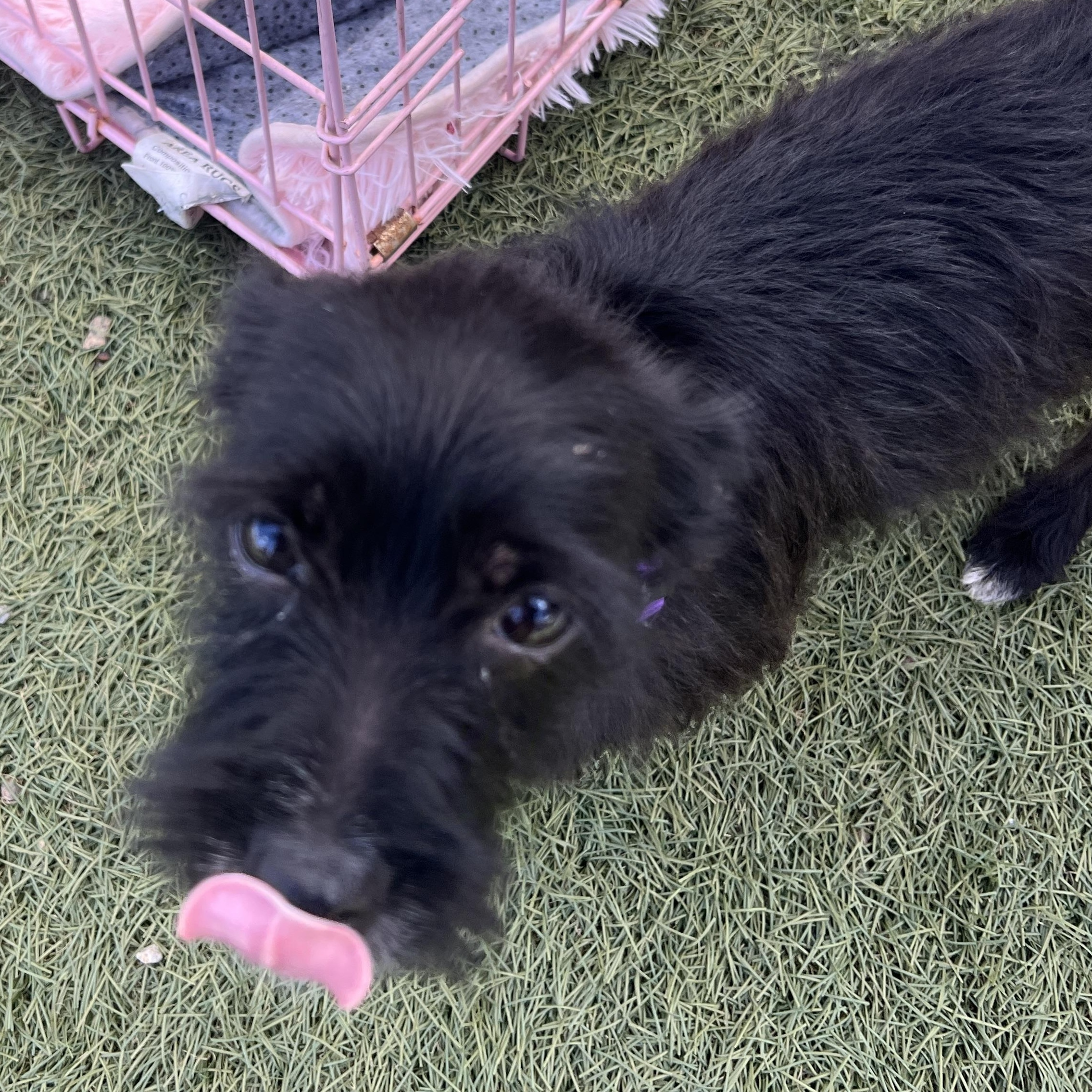 Enlarge Lea, a Adoptable mixed breed in Escondido, CA image 4/5