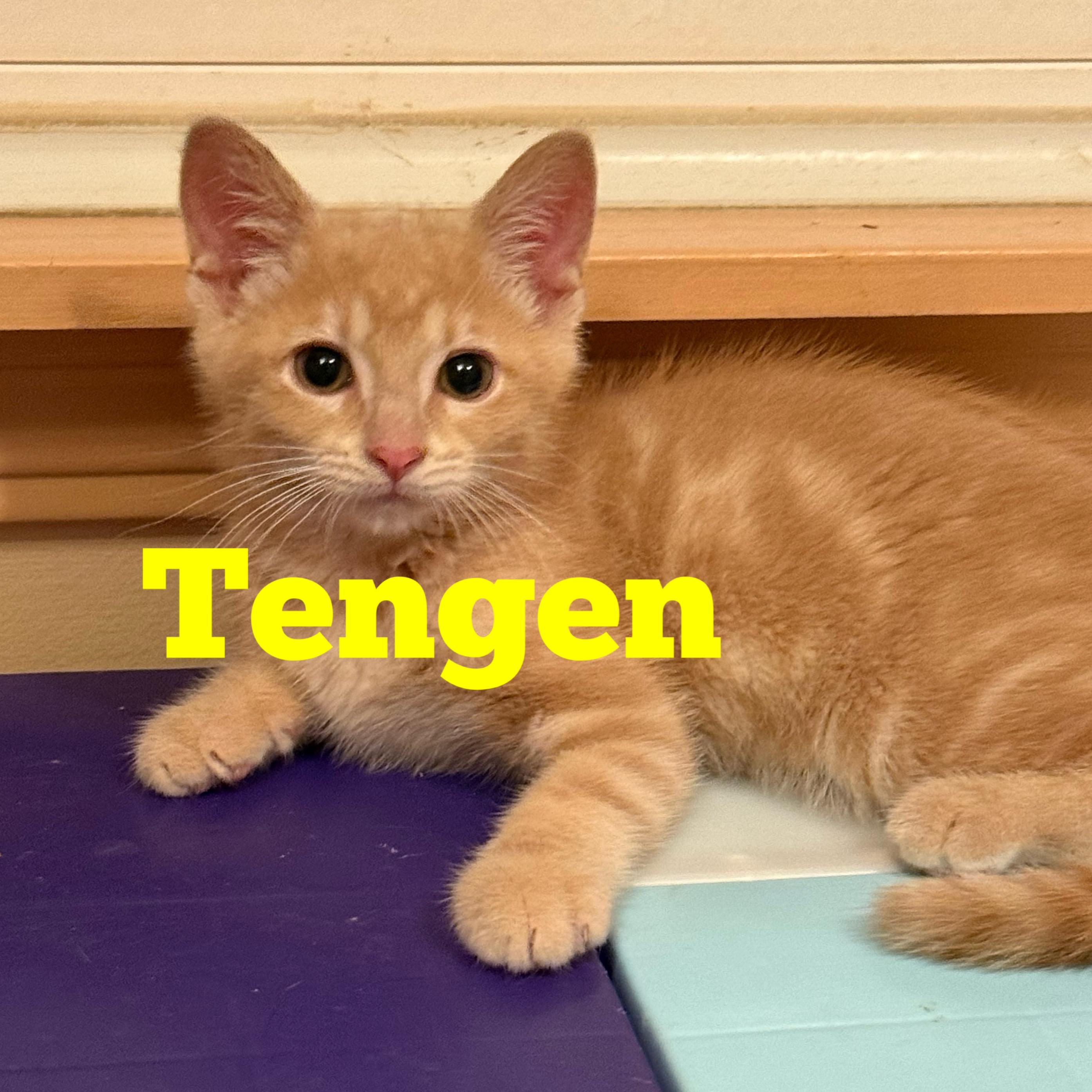 Tengen & Akaza