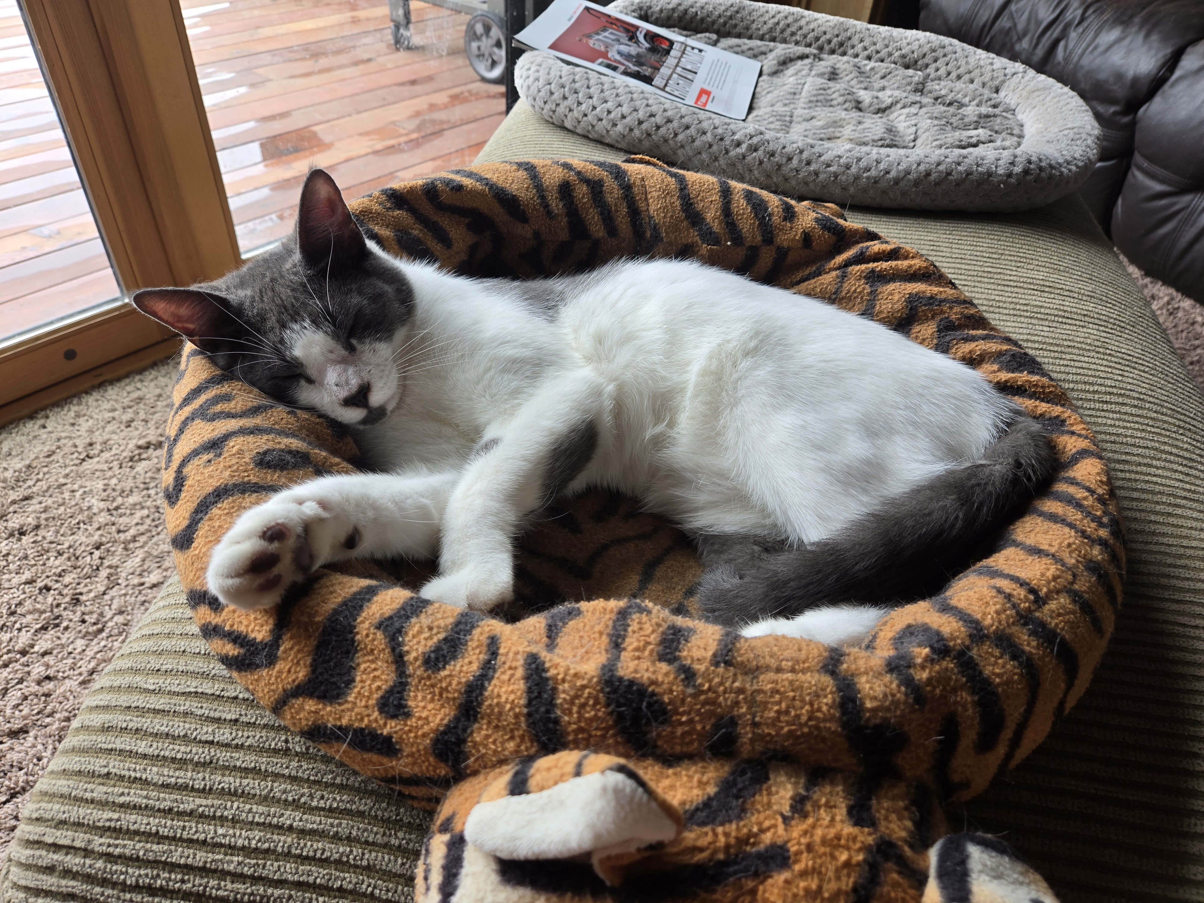 Lennon, a Adoptable Domestic Short Hair in Victoria, MN image 3/3