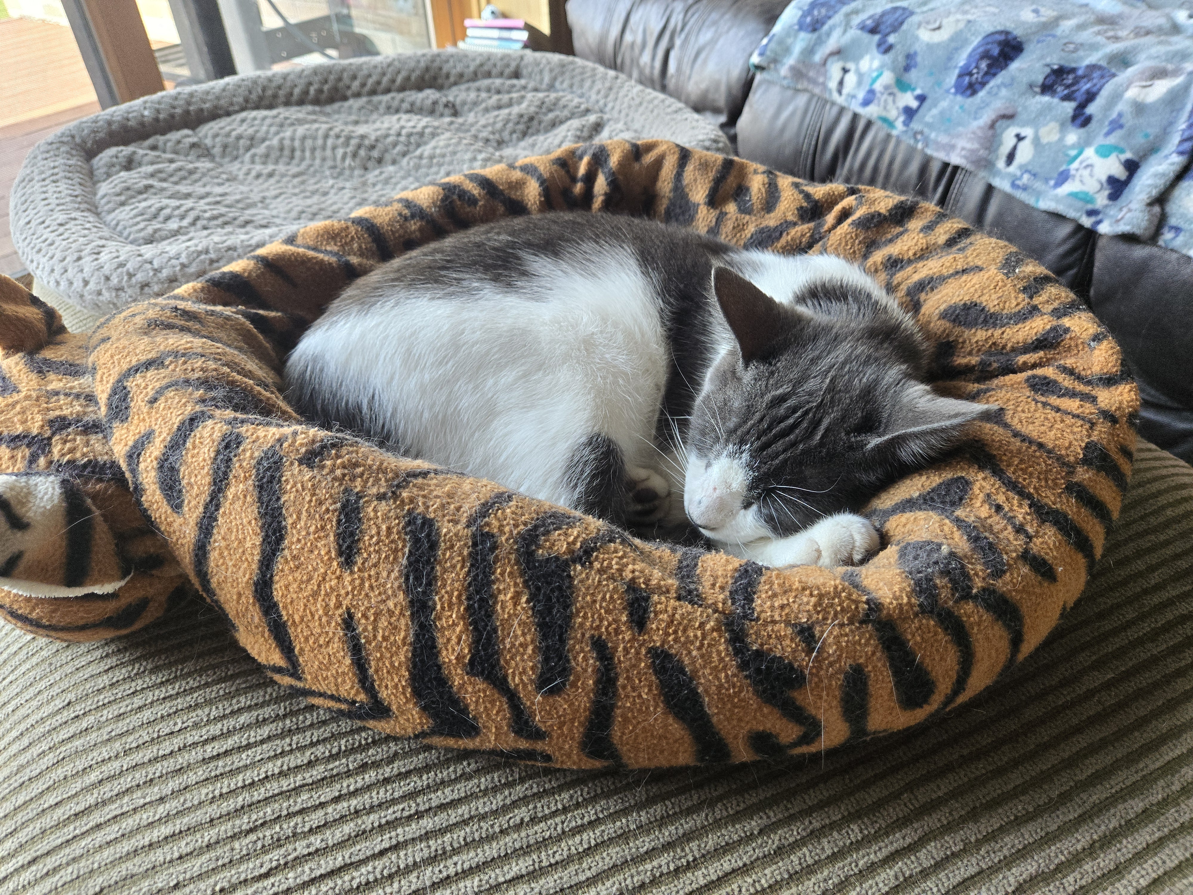 Lennon, a Adoptable Domestic Short Hair in Victoria, MN image 2/3