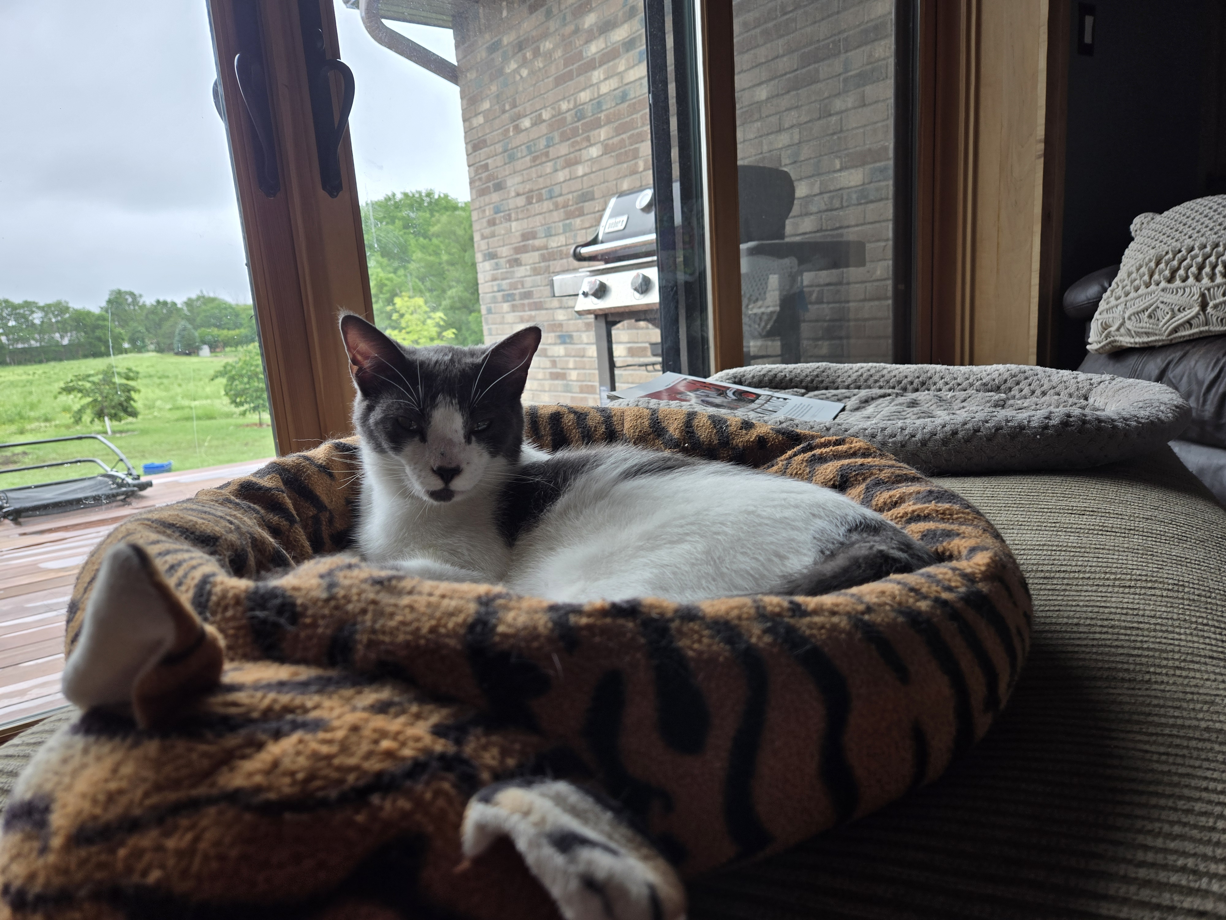 Lennon, Adoptable, Adult Male Domestic Short Hair.