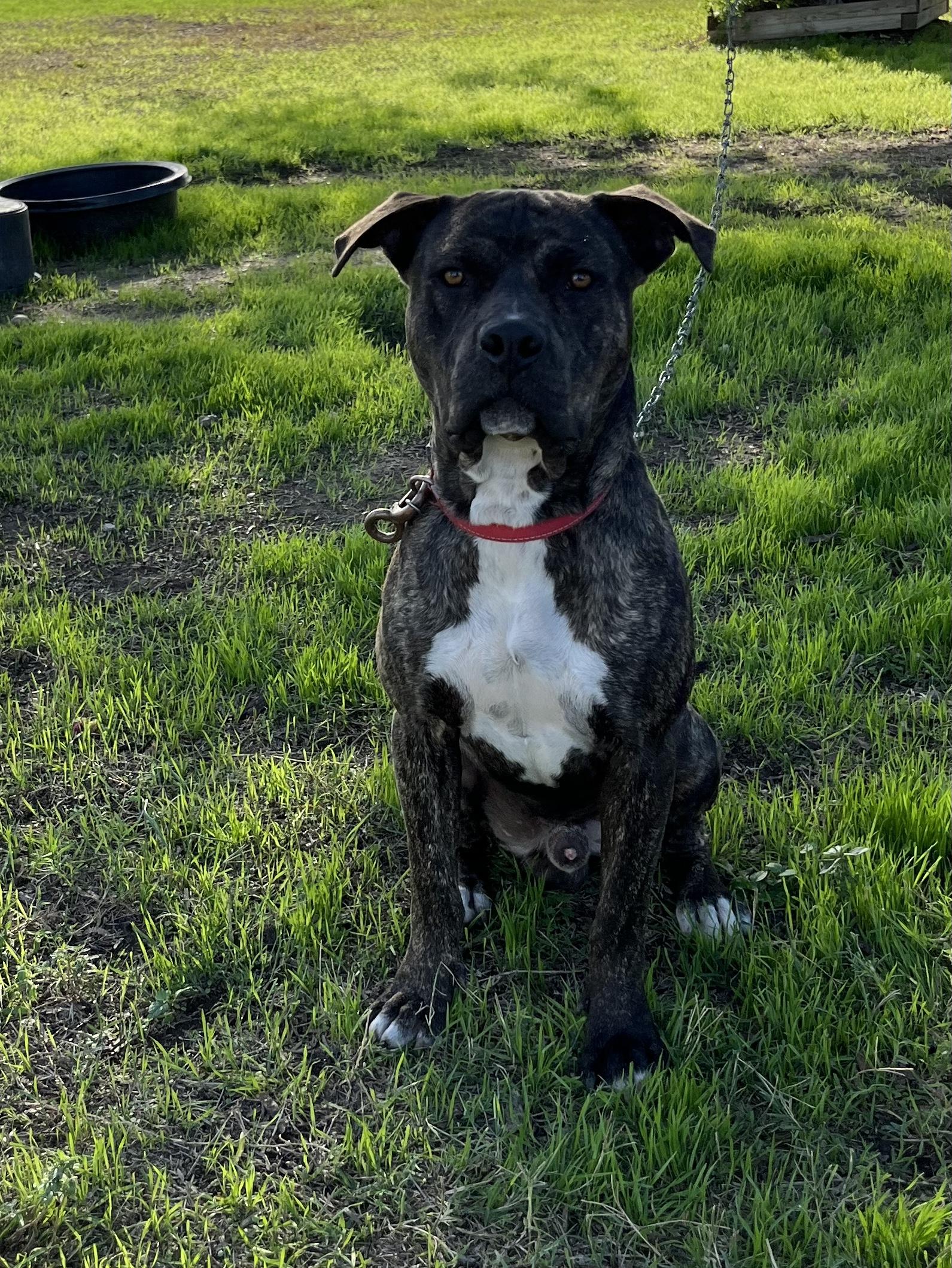 Razz, Adoptable, Adult Male Plott Hound & Staffordshire Bull Terrier.