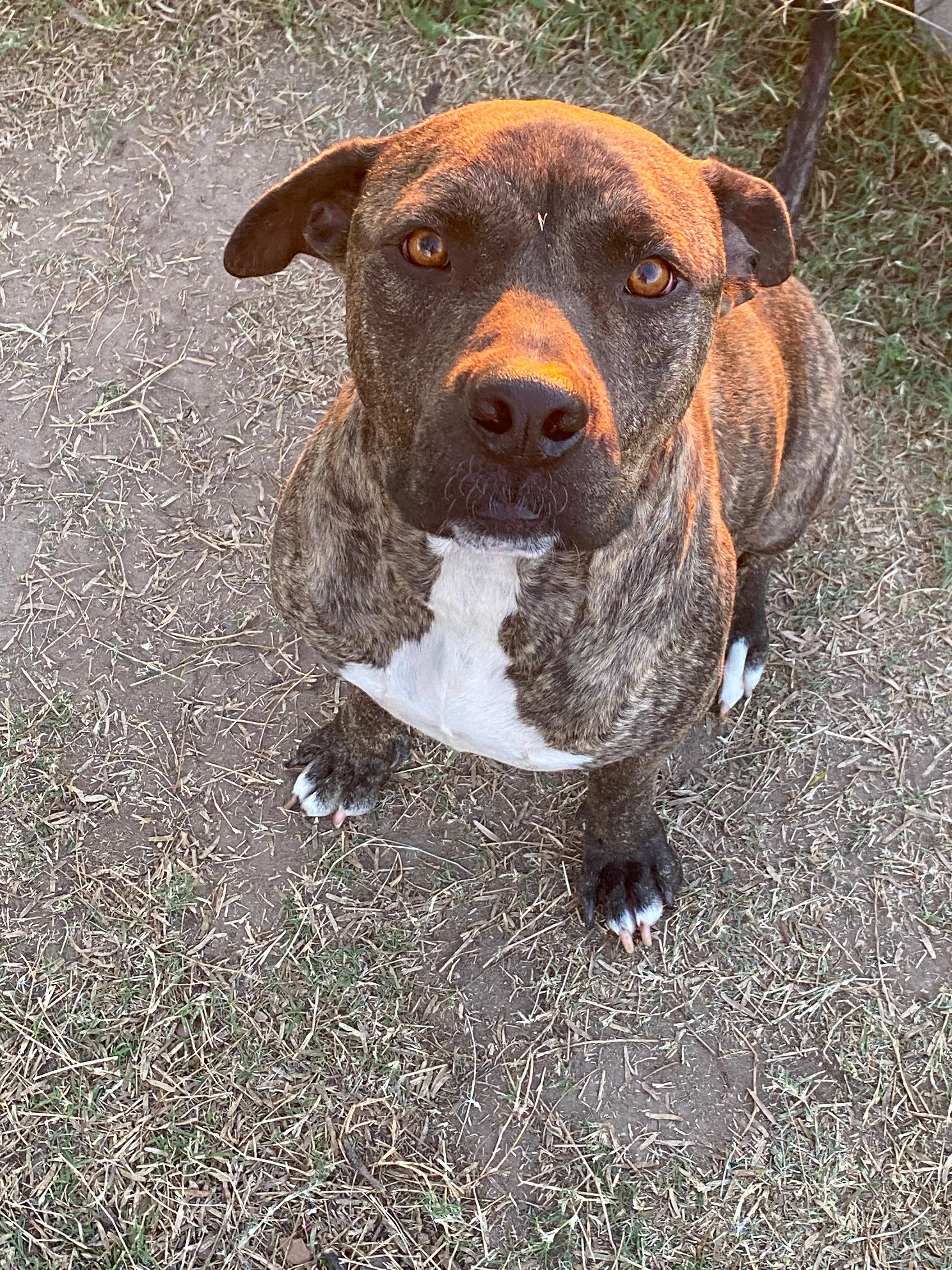 Enlarge Razz, a Adoptable mixed breed in Johnson City, TX image 2/3