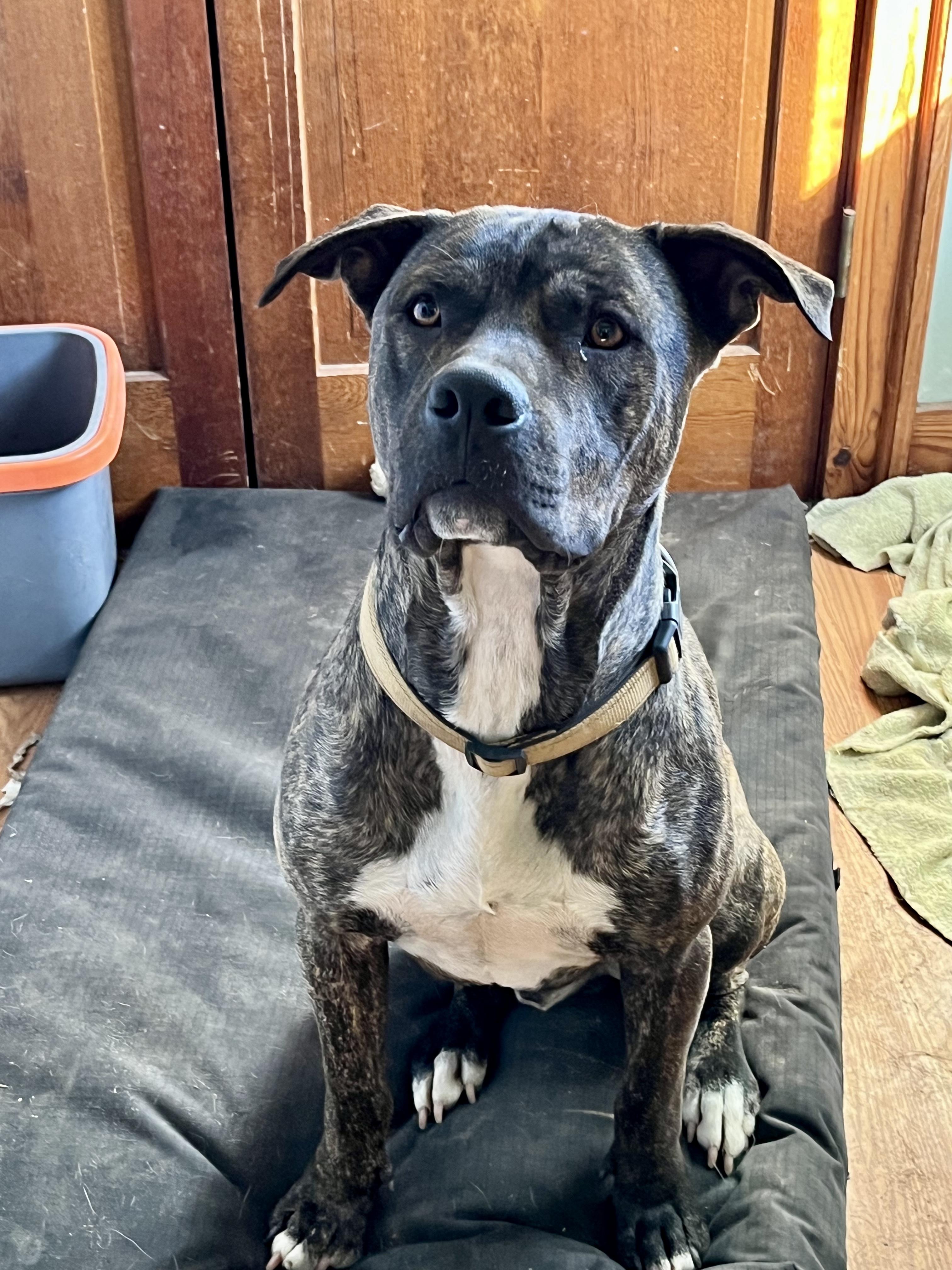 Enlarge Razz, a Adoptable mixed breed in Johnson City, TX image 3/3