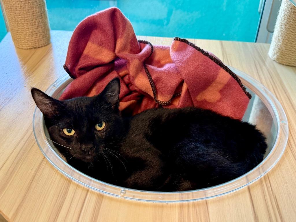 Morgan, Adoptable, Kitten Female Domestic Short Hair.