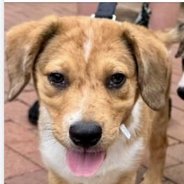 Enlarge Rocky, a ADOPTABLE mixed breed in Concord, NC image 5/5