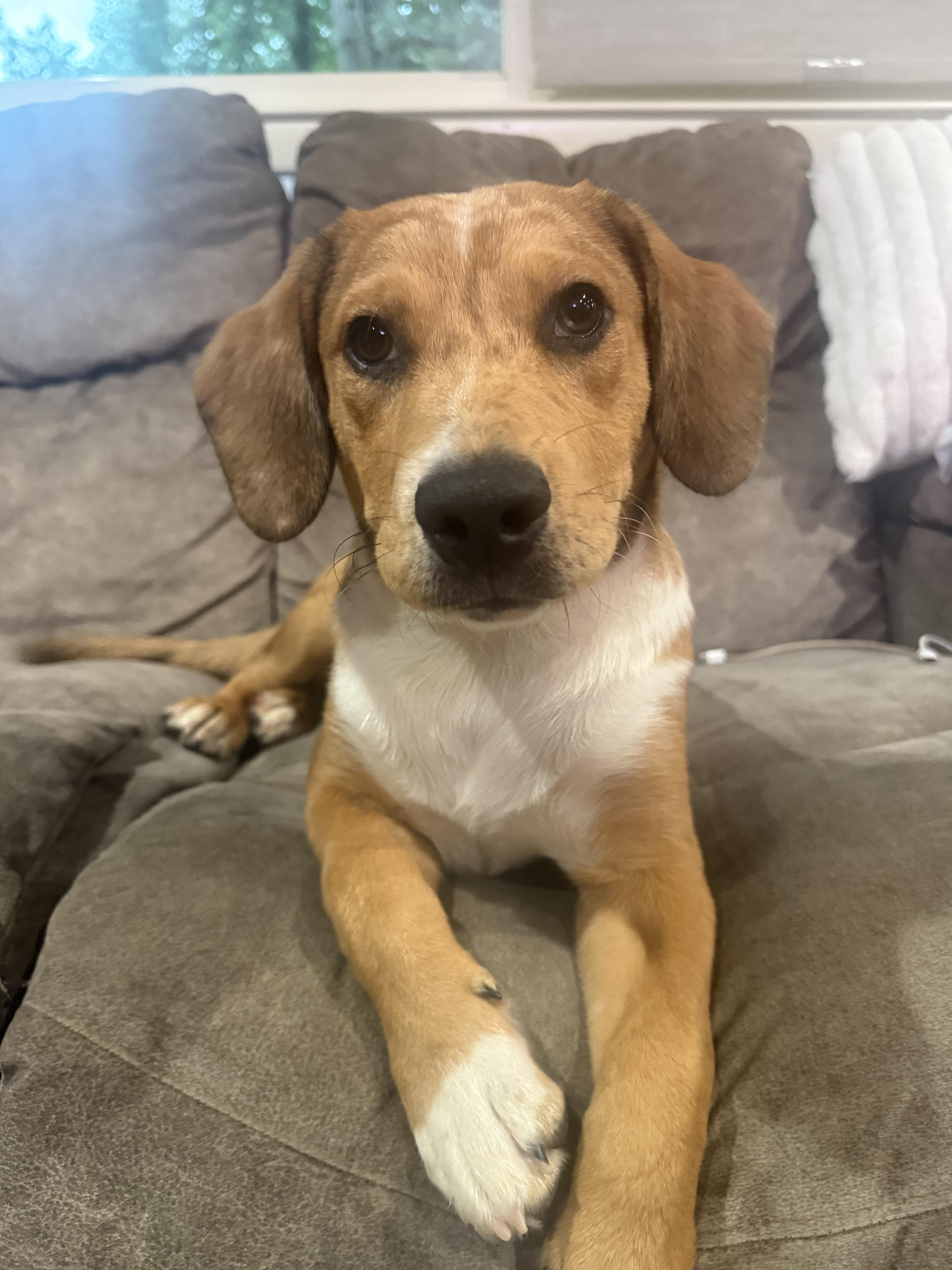 Enlarge Rocky, a ADOPTABLE mixed breed in Concord, NC image 1/5