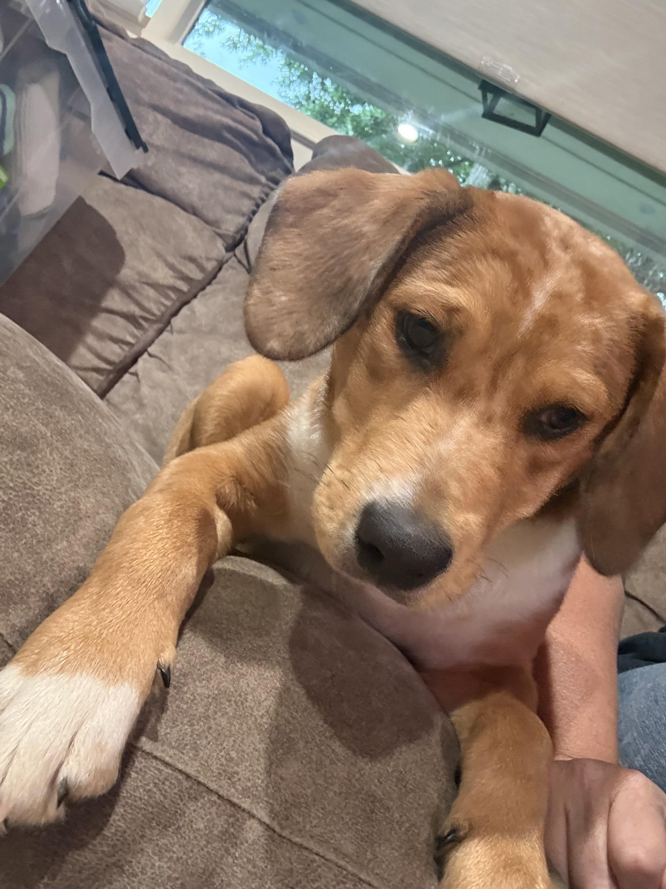 Enlarge Rocky, a ADOPTABLE mixed breed in Concord, NC image 3/5