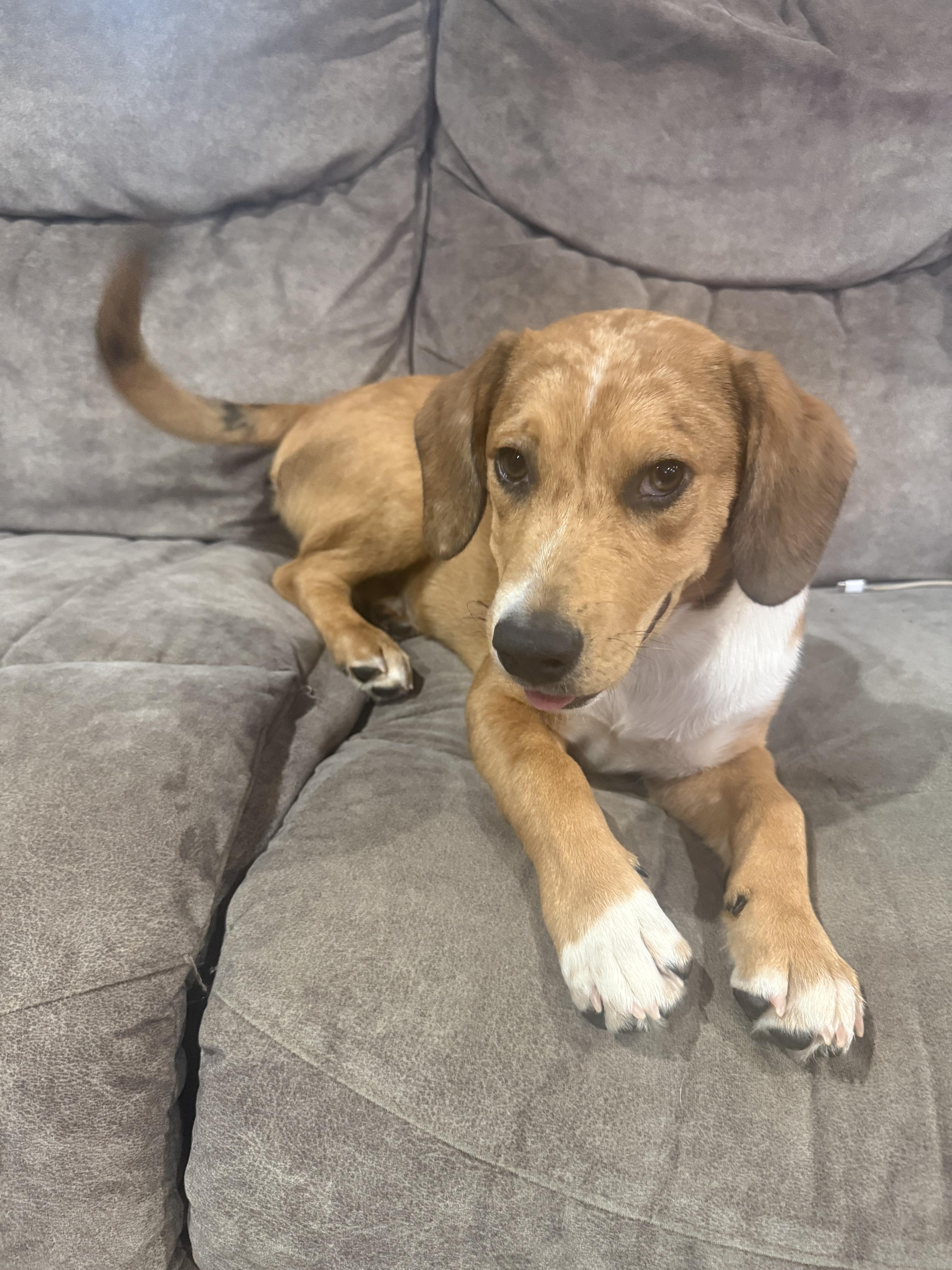 Enlarge Rocky, a ADOPTABLE mixed breed in Concord, NC image 2/5