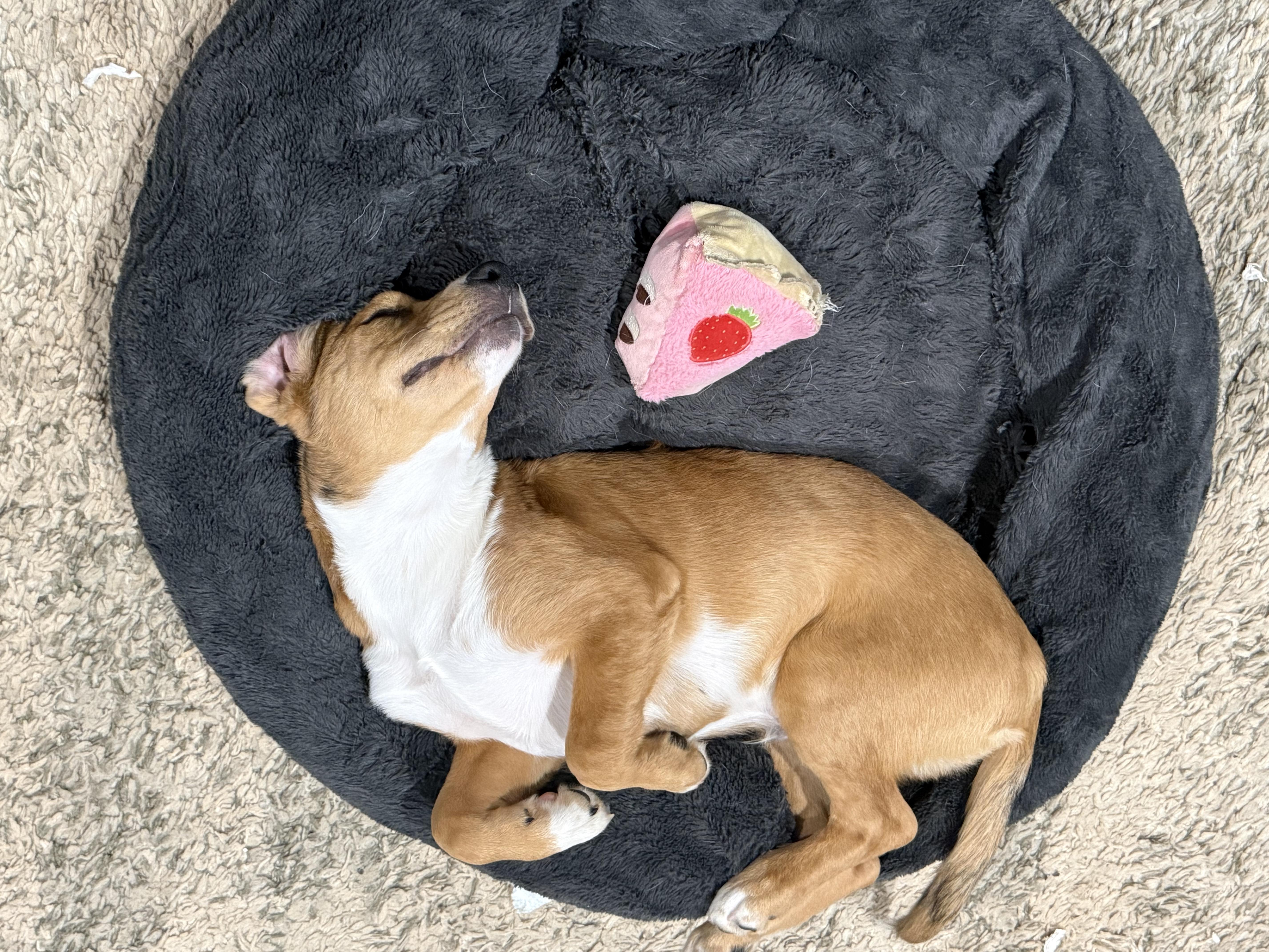 Enlarge Rocky, a ADOPTABLE mixed breed in Concord, NC image 4/5