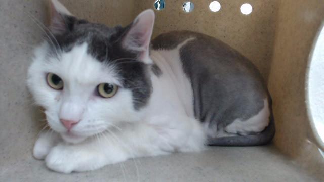 Enlarge TEDDY, a Adoptable Domestic Short Hair in Downey, CA image 1/1