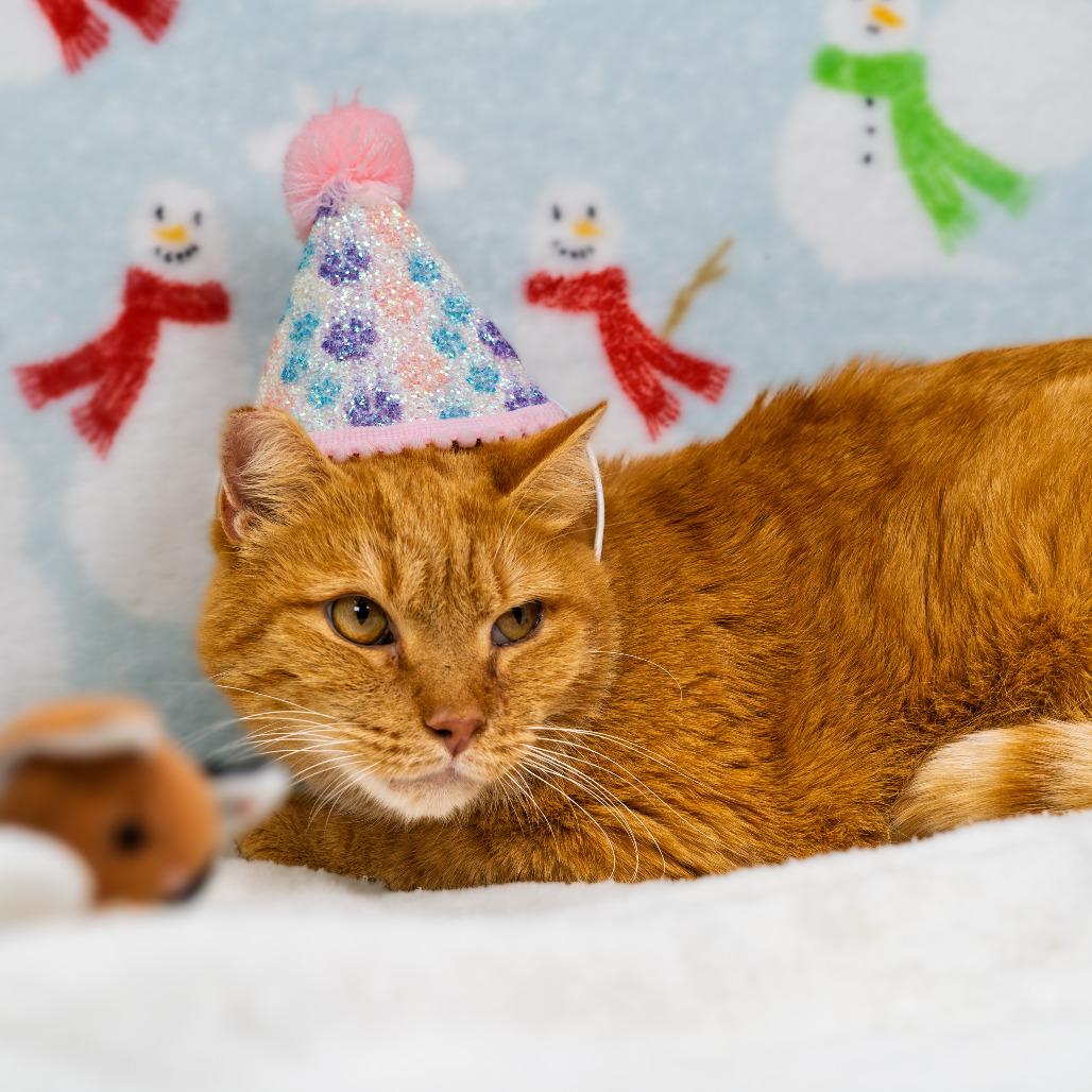 Sosuke, Adoptable, Adult Male Domestic Short Hair.