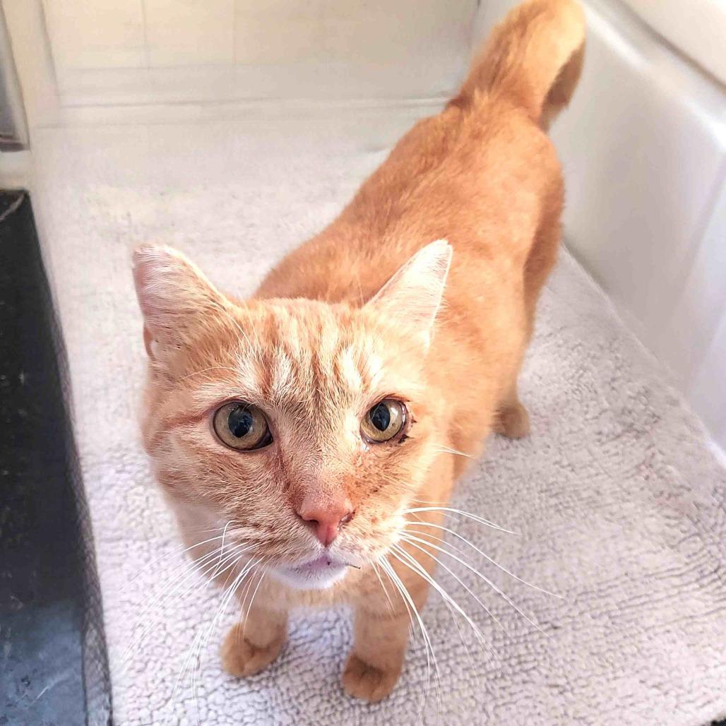 Enlarge Sosuke, a Adoptable Domestic Short Hair in Durham, NC image 2/6