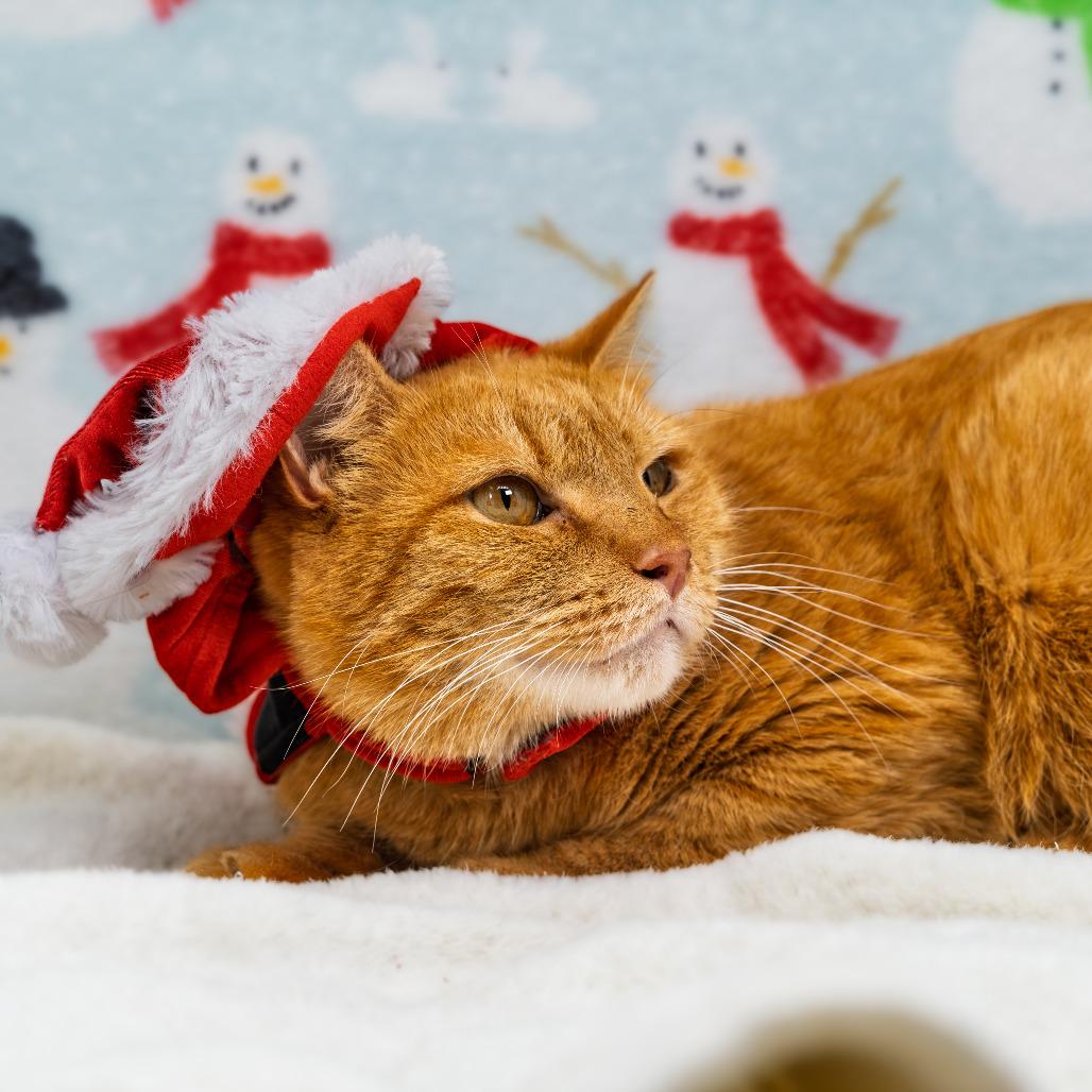 Enlarge Sosuke, a Adoptable Domestic Short Hair in Durham, NC image 3/6