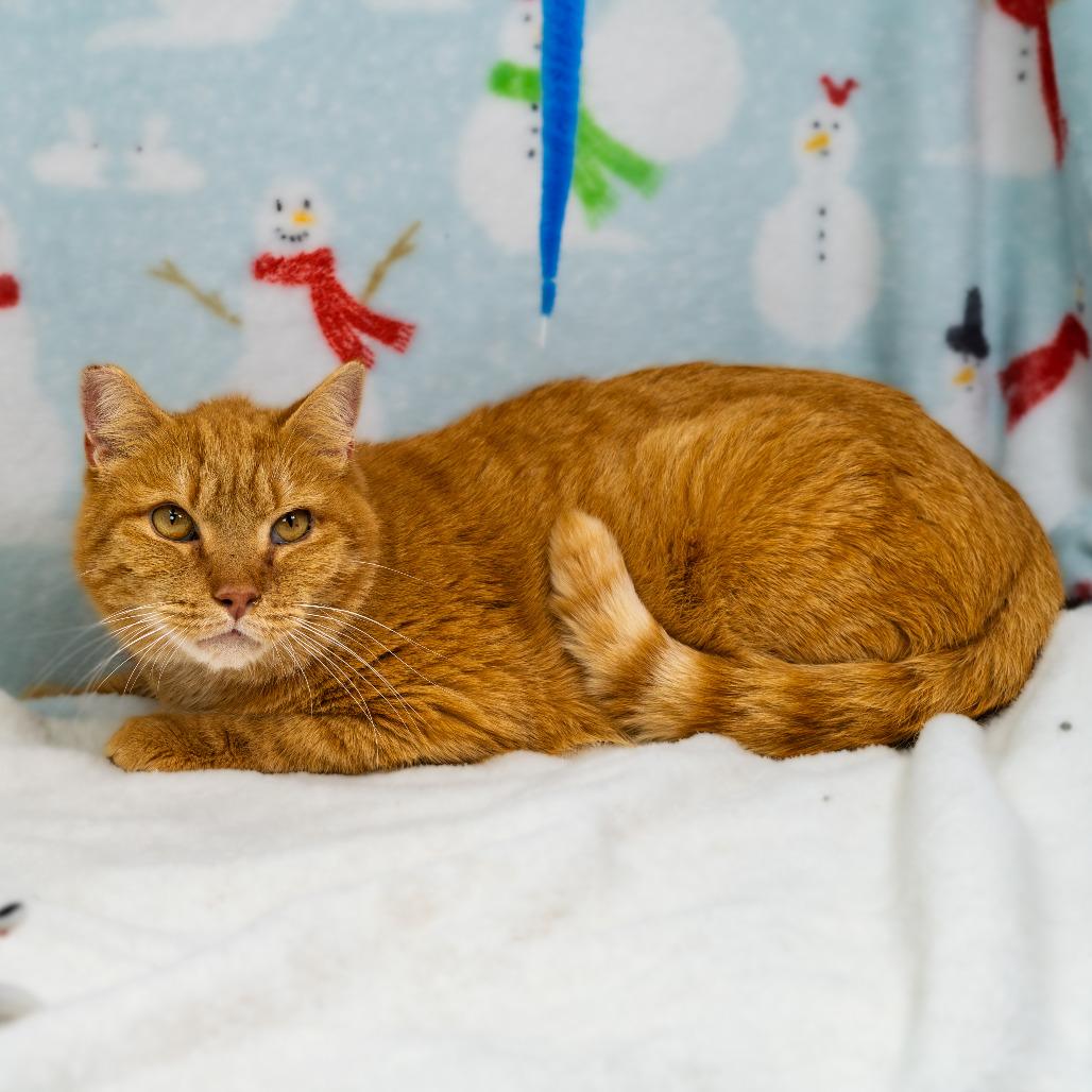 Enlarge Sosuke, a Adoptable Domestic Short Hair in Durham, NC image 4/6