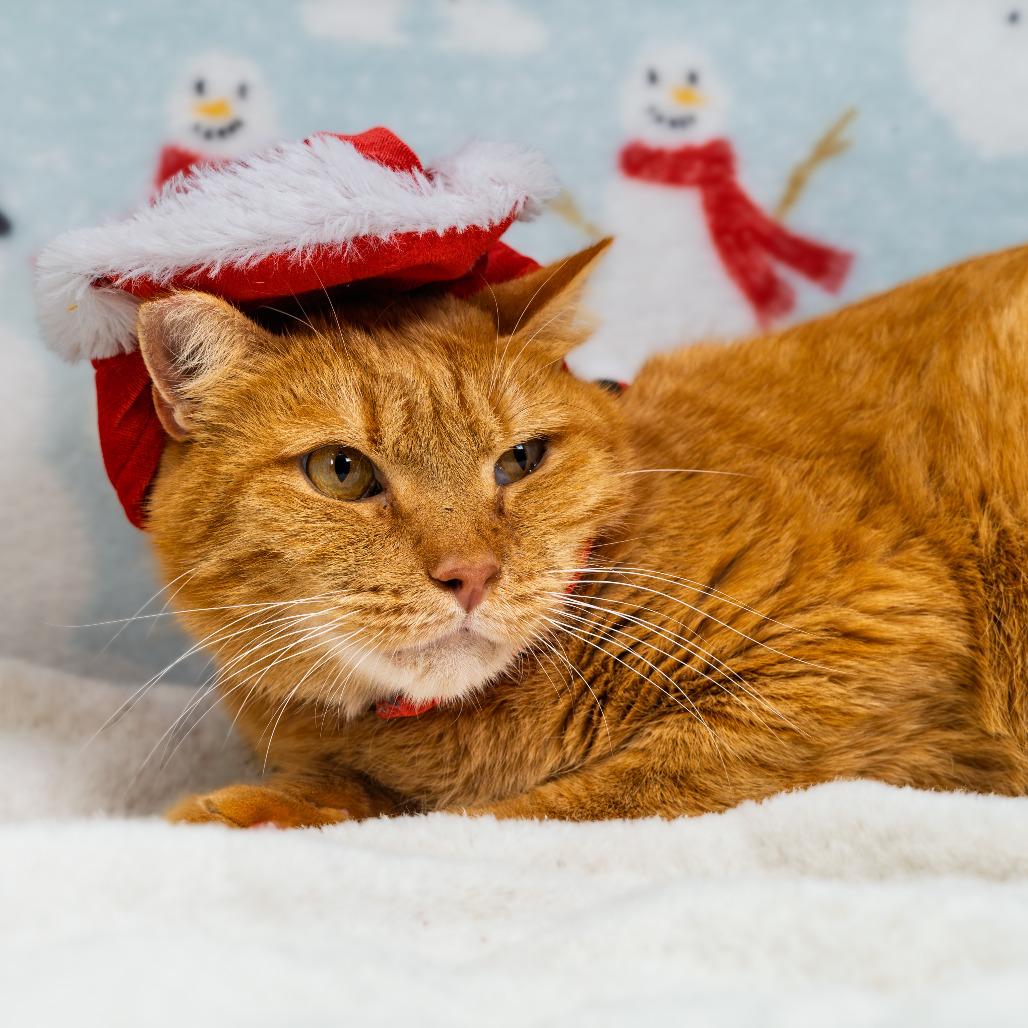 Enlarge Sosuke, a Adoptable Domestic Short Hair in Durham, NC image 5/6