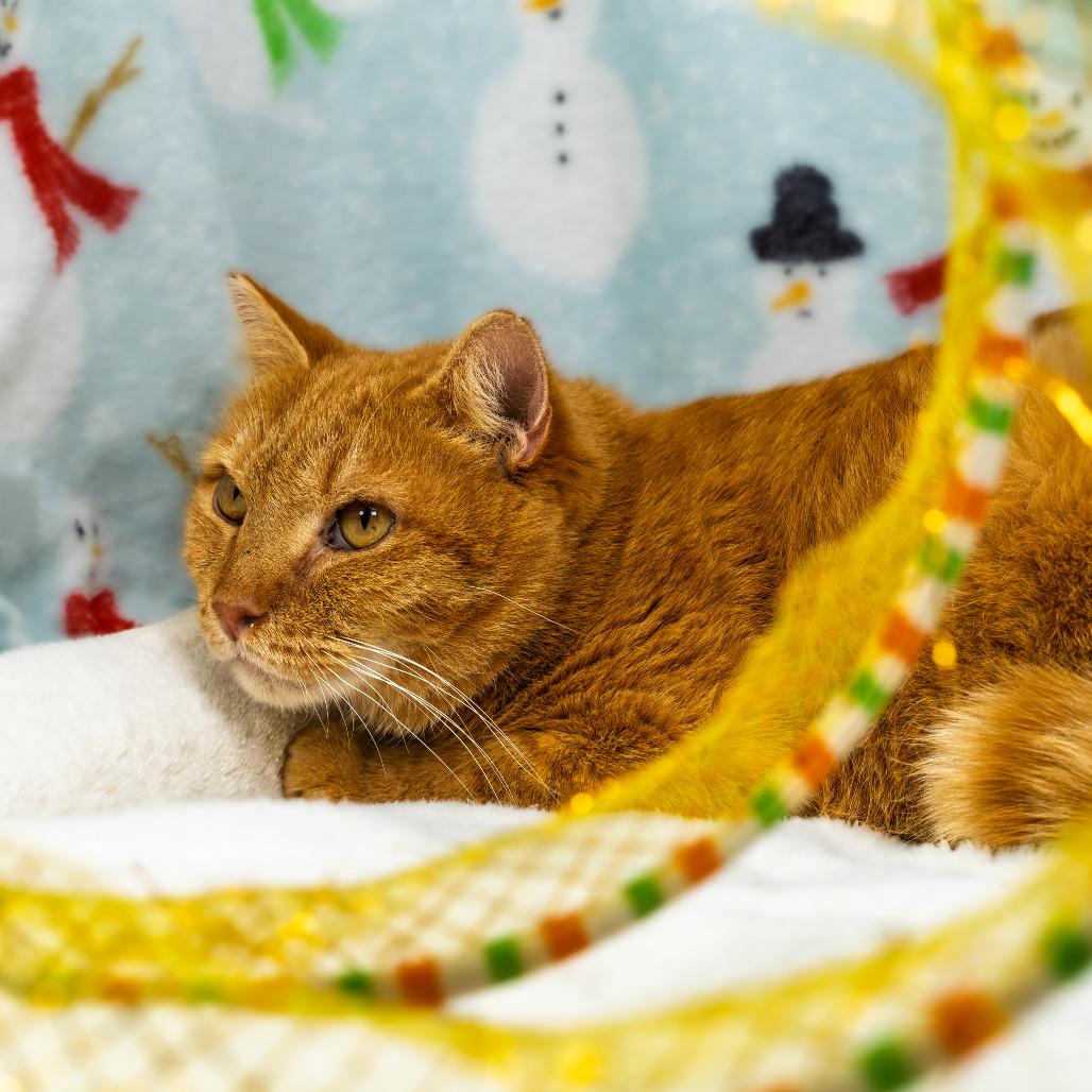 Enlarge Sosuke, a Adoptable Domestic Short Hair in Durham, NC image 6/6