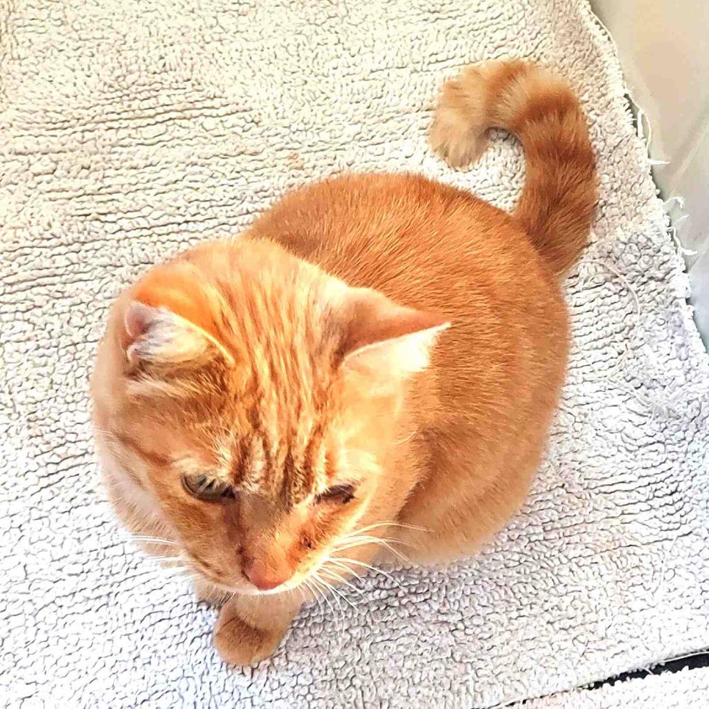 Sosuke, a Adoptable Domestic Short Hair in Durham, NC image 6/6