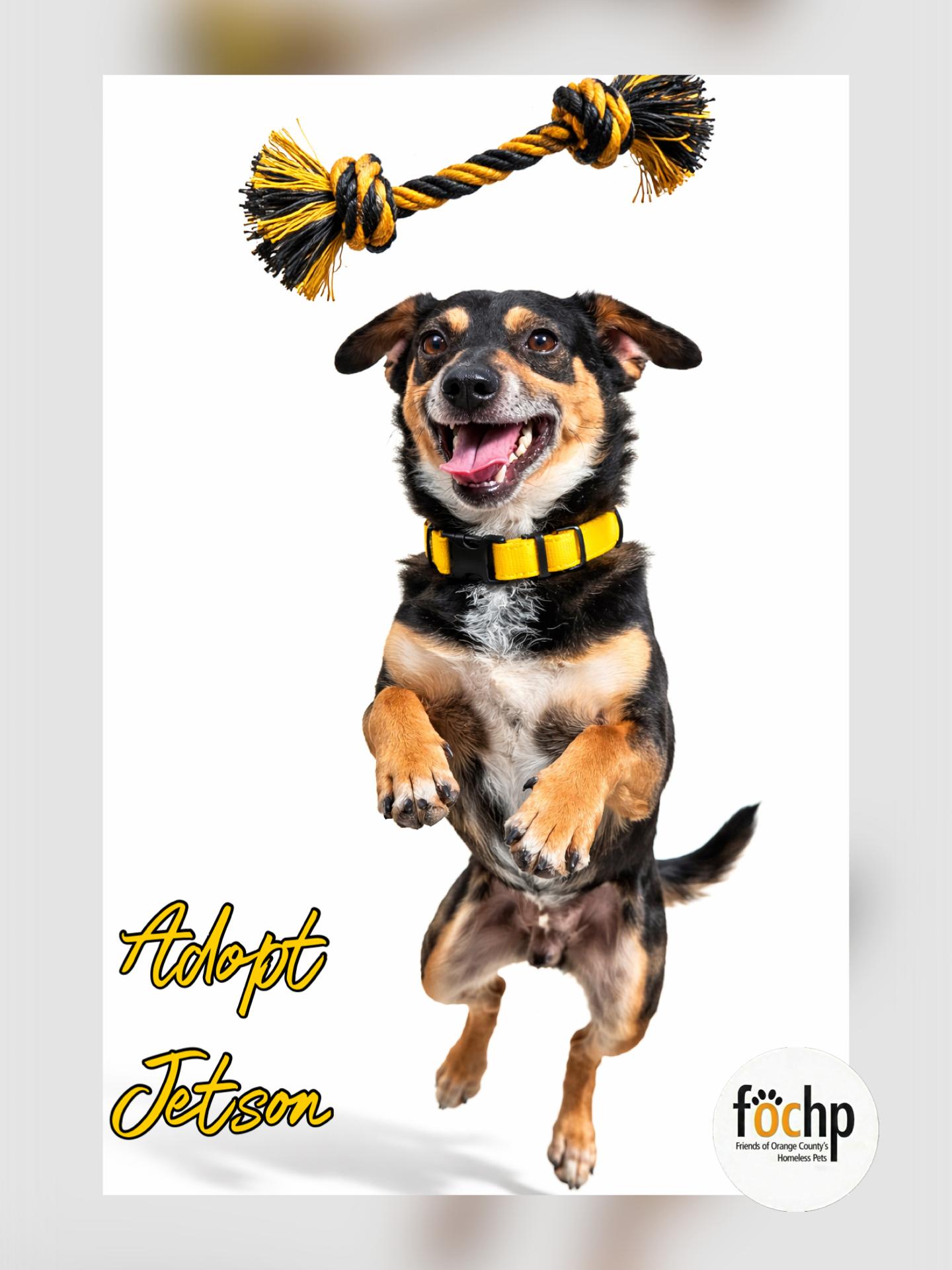 Jetson, a Adoptable mixed breed in Orange, CA image 2/3