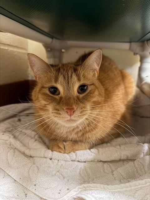 ARLO, Adoptable, Adult Male Domestic Short Hair.