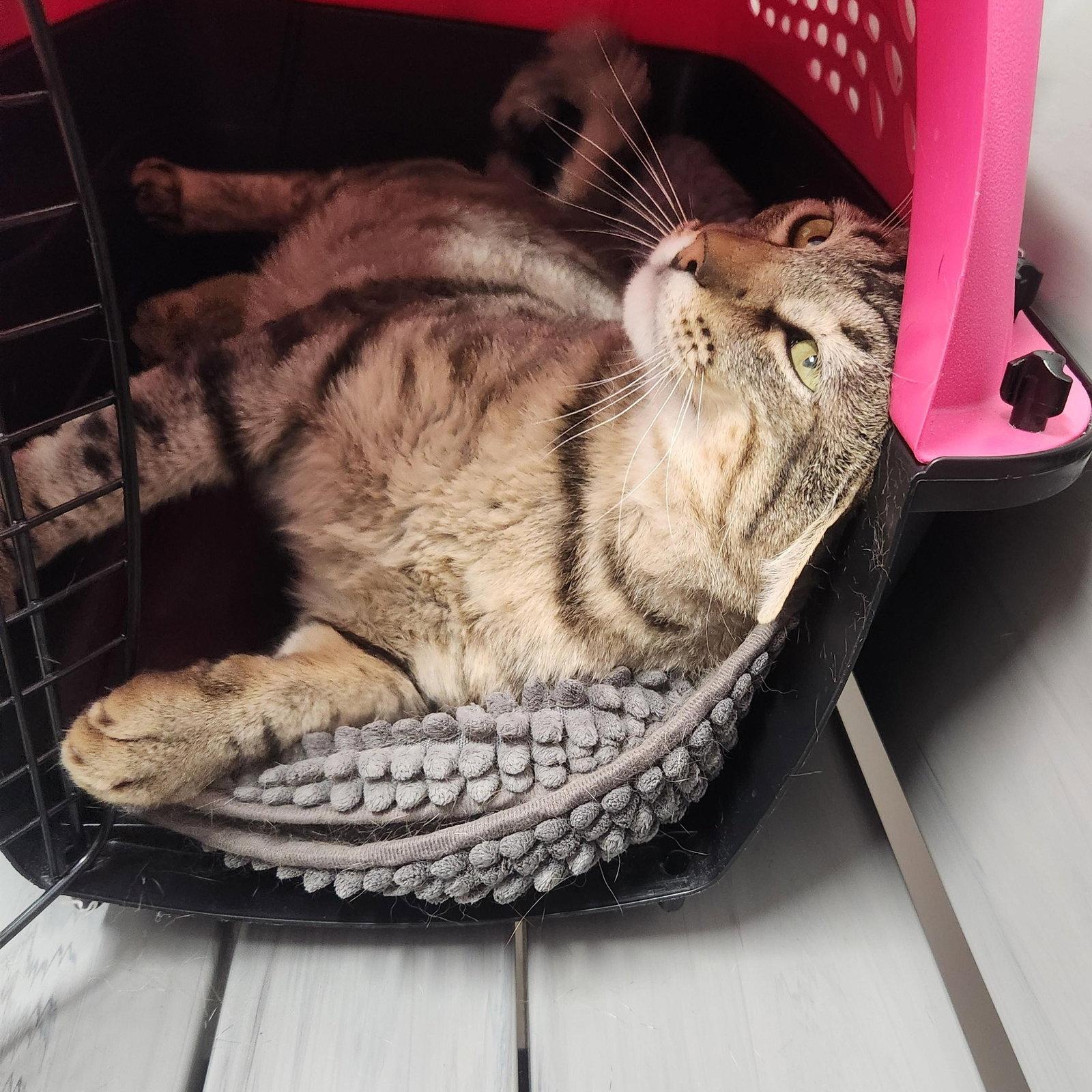 Enlarge Lyon (FIV+), a Adoptable mixed breed in Monrovia, CA image 2/4