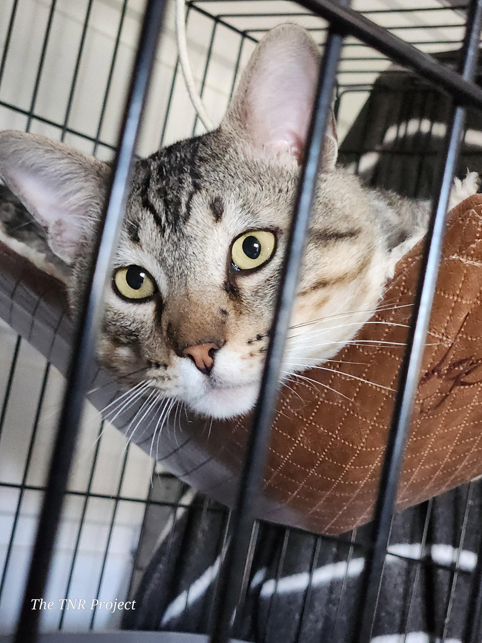 Enlarge Lyon (FIV+), a Adoptable mixed breed in Monrovia, CA image 3/4