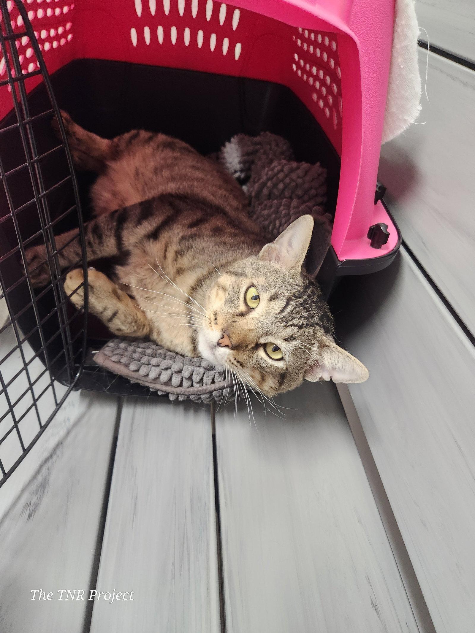 Enlarge Lyon (FIV+), a Adoptable mixed breed in Monrovia, CA image 4/4